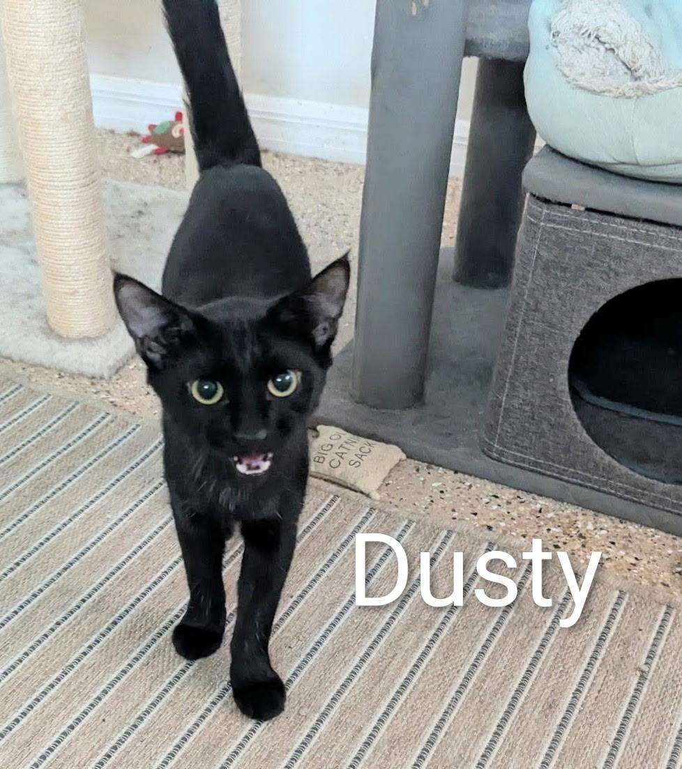 Dusty, ADOPTABLE, Young Male Domestic Short Hair.