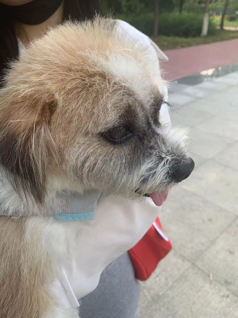 Frodo, Adopted, Adult Male Mixed Breed.