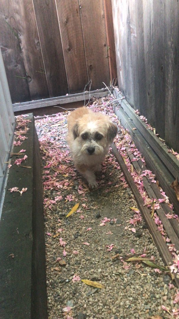 Frodo, a Adopted Mixed Breed in Oceanside, CA image 2/10