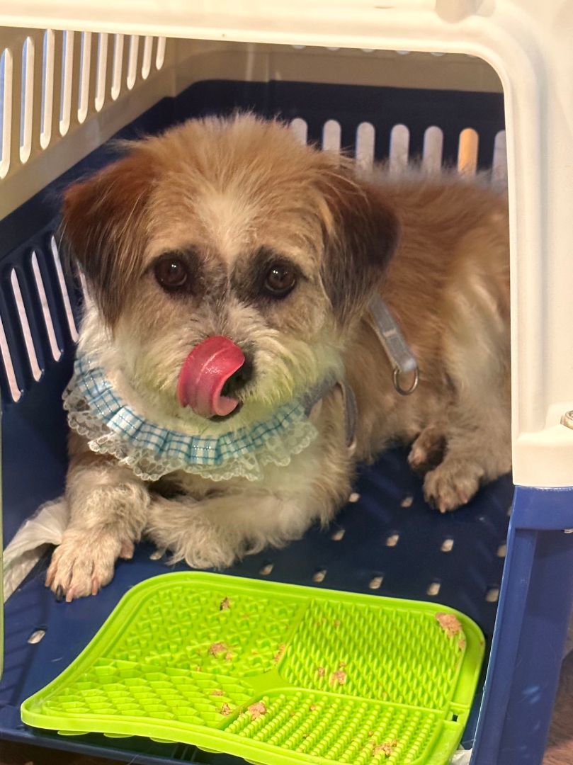 Frodo, a Adopted Mixed Breed in Oceanside, CA image 3/10