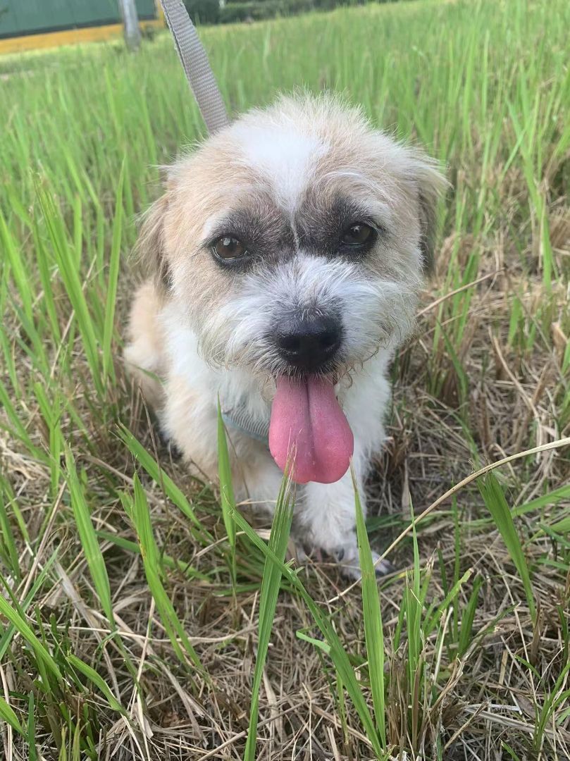 Frodo, a Adopted Mixed Breed in Oceanside, CA image 4/10