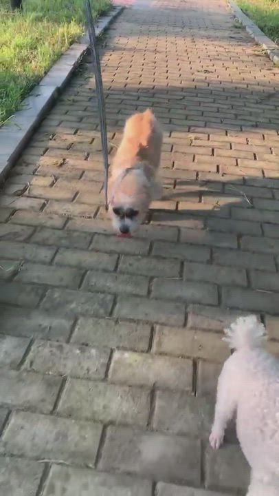 Enlarge Frodo, a Adopted Mixed Breed in Oceanside, CA video 9/10