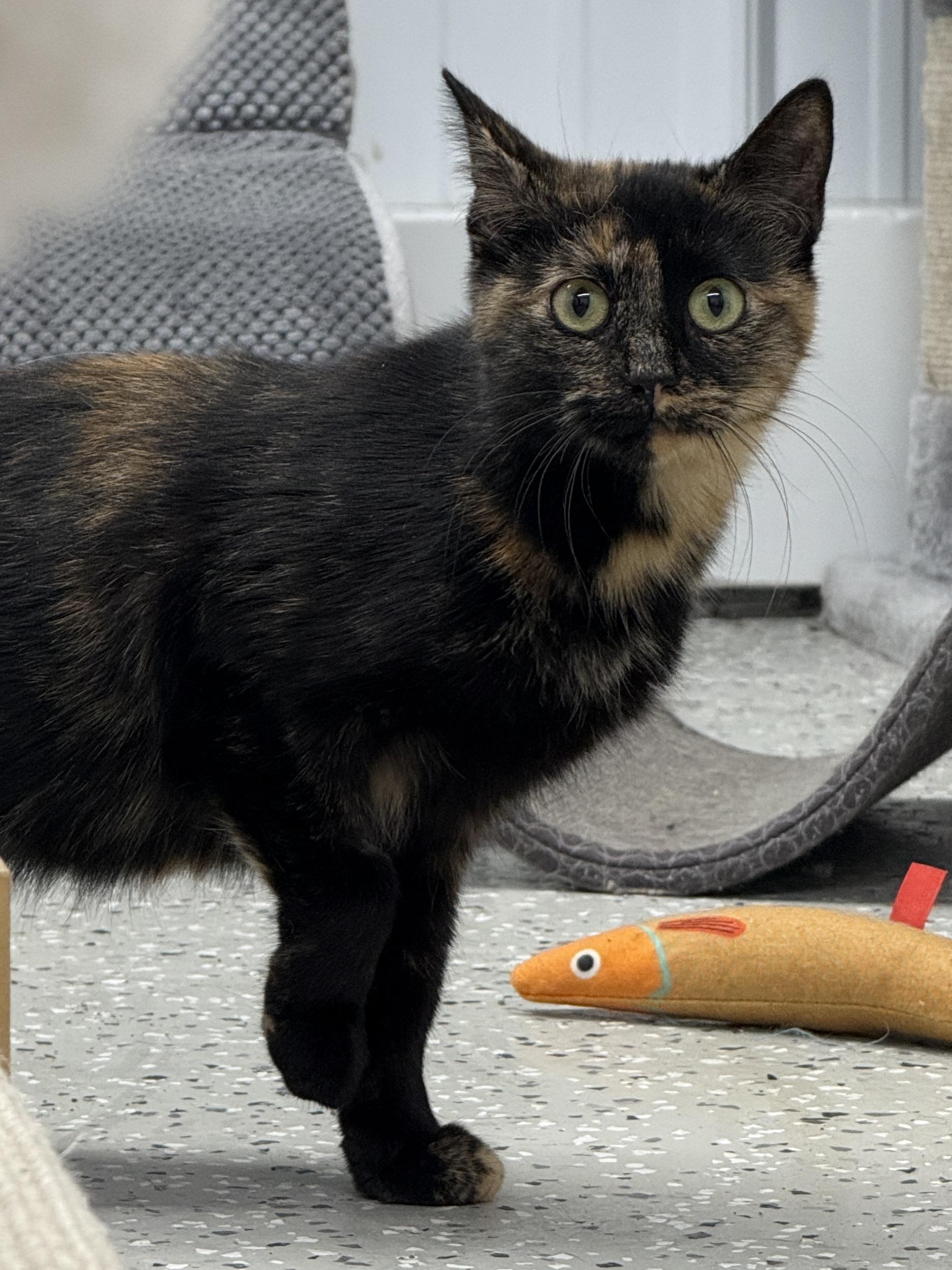 Enlarge Apache, a ADOPTABLE Domestic Short Hair in Wautoma, WI image 2/5