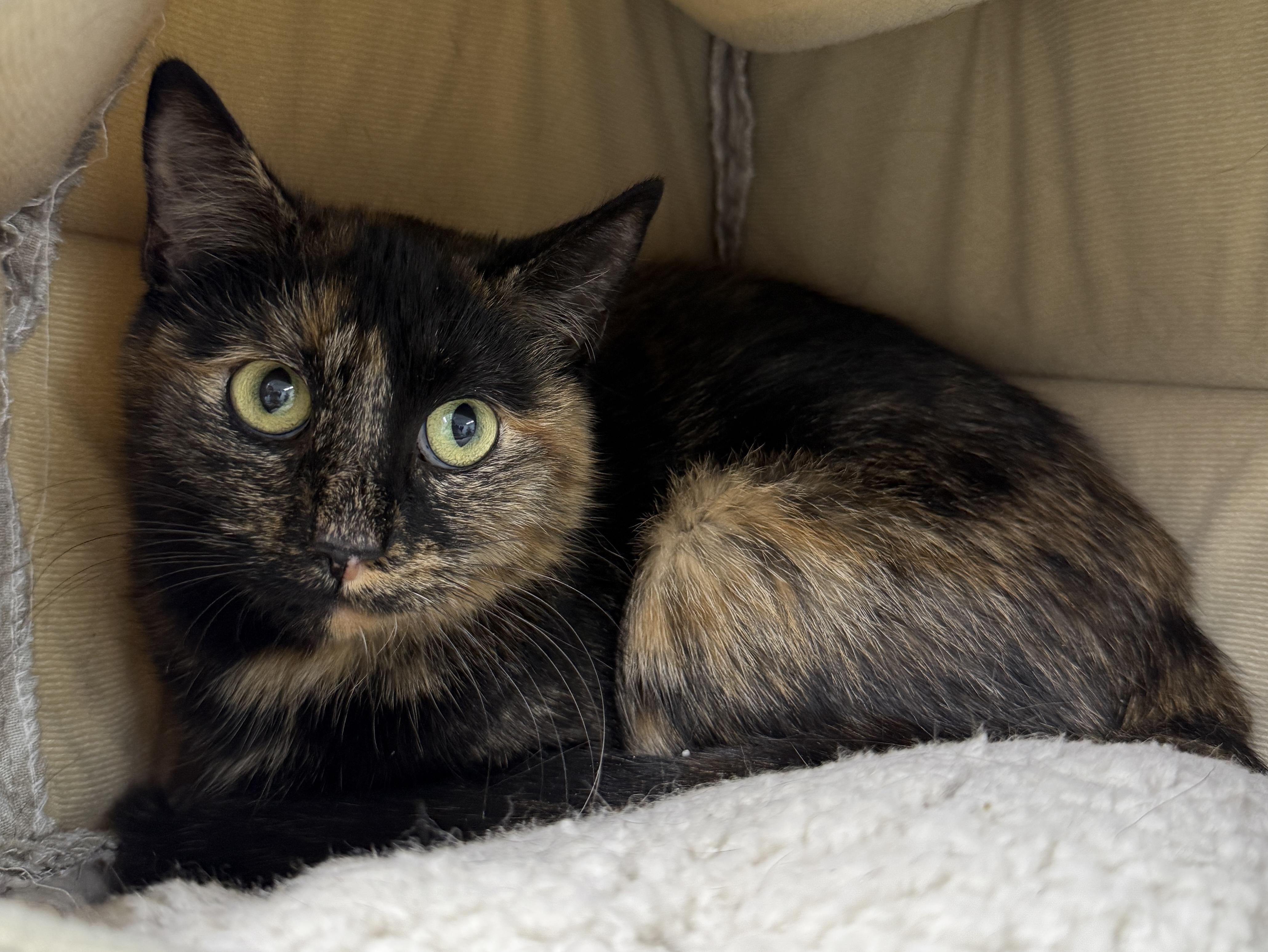 Enlarge Apache, a ADOPTABLE Domestic Short Hair in Wautoma, WI image 4/5