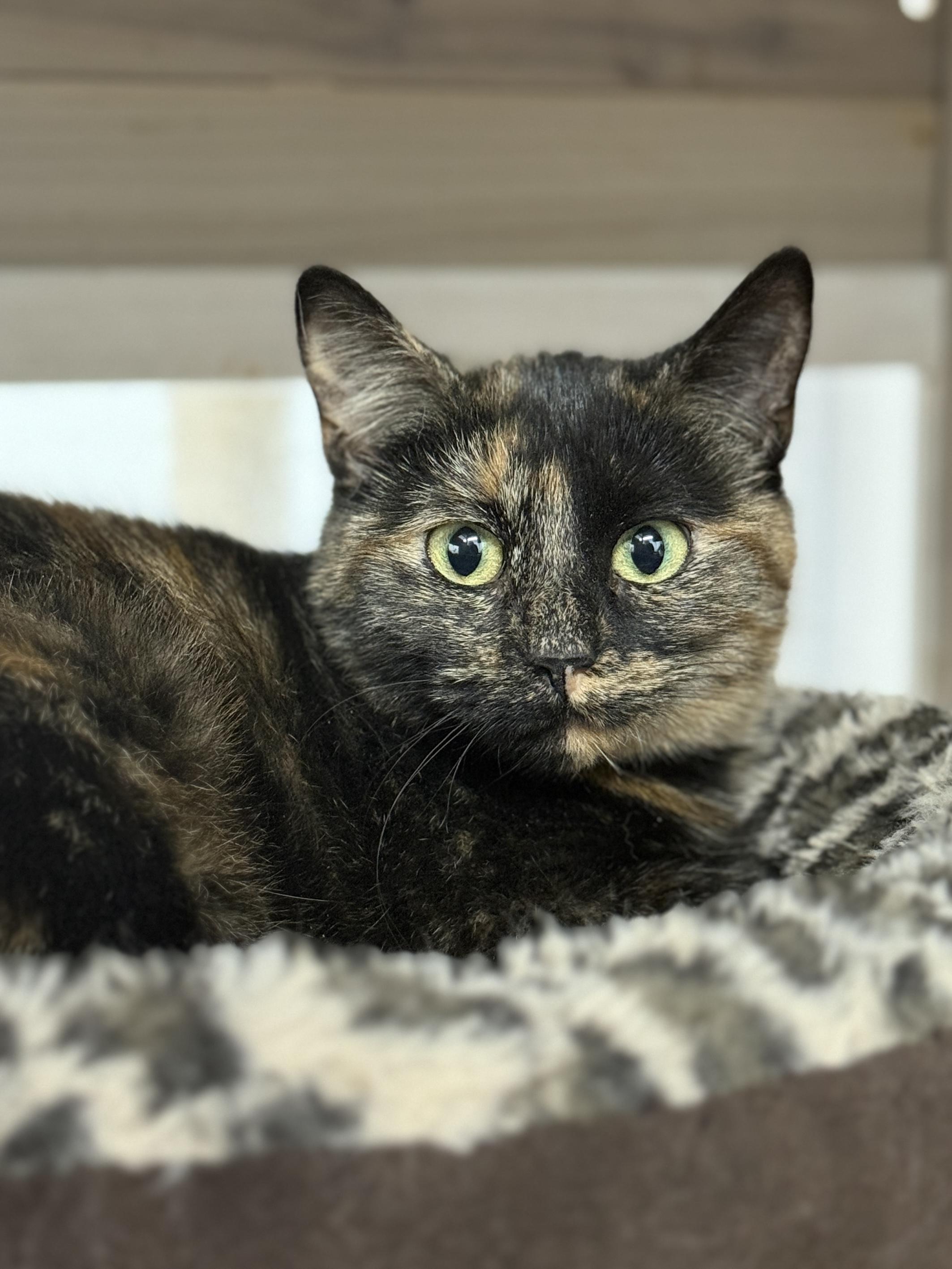 Enlarge Apache, a ADOPTABLE Domestic Short Hair in Wautoma, WI image 5/5