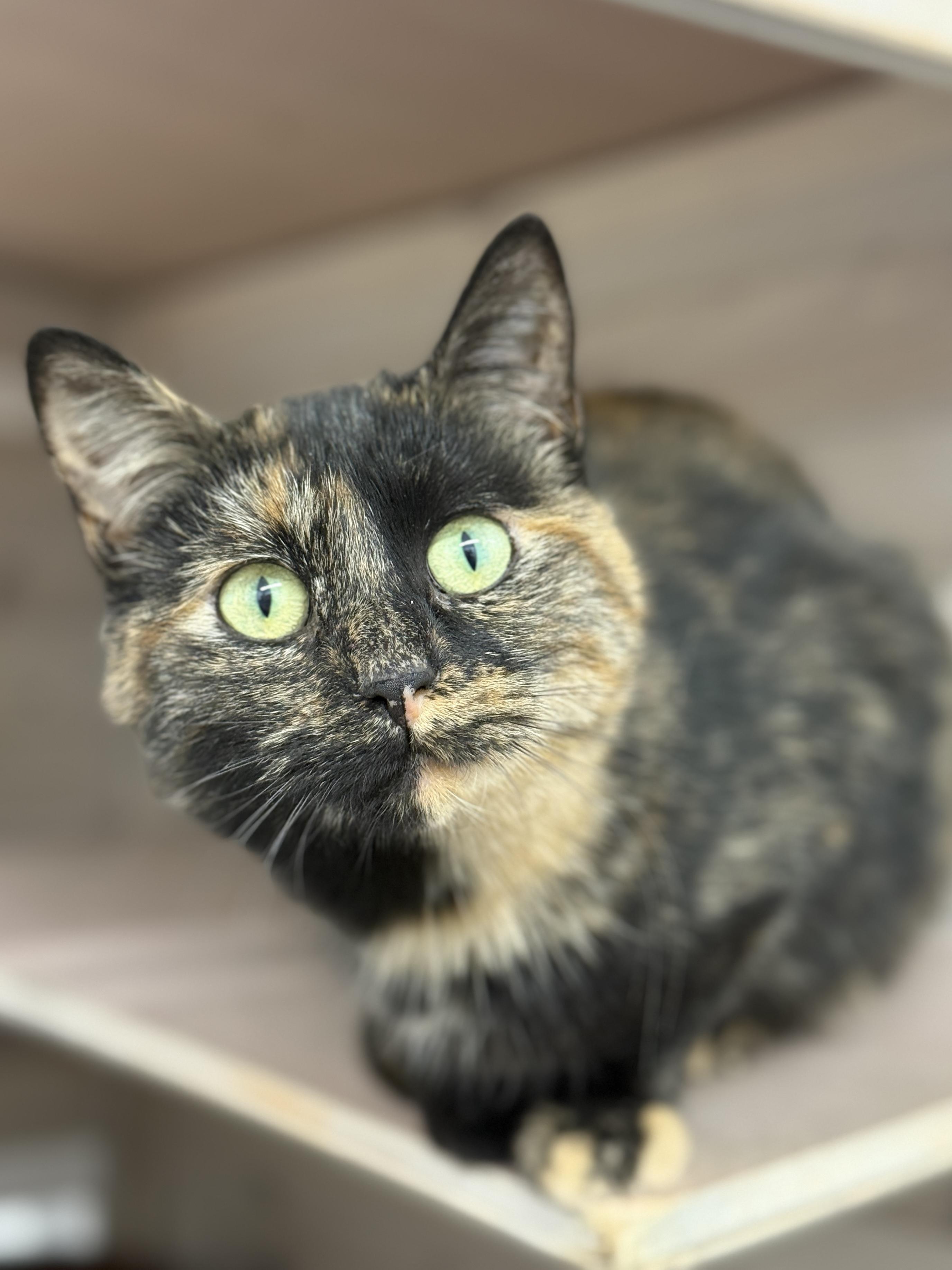 Enlarge Apache, a ADOPTABLE Domestic Short Hair in Wautoma, WI image 3/5