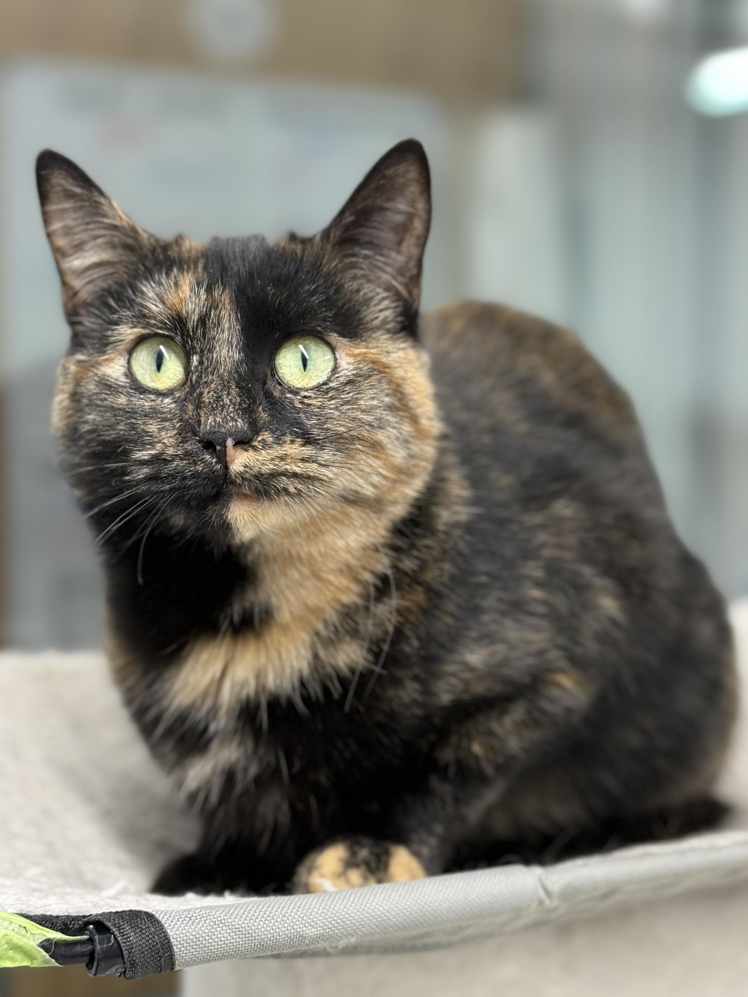 Enlarge Apache, a ADOPTABLE Domestic Short Hair in Wautoma, WI image 1/5