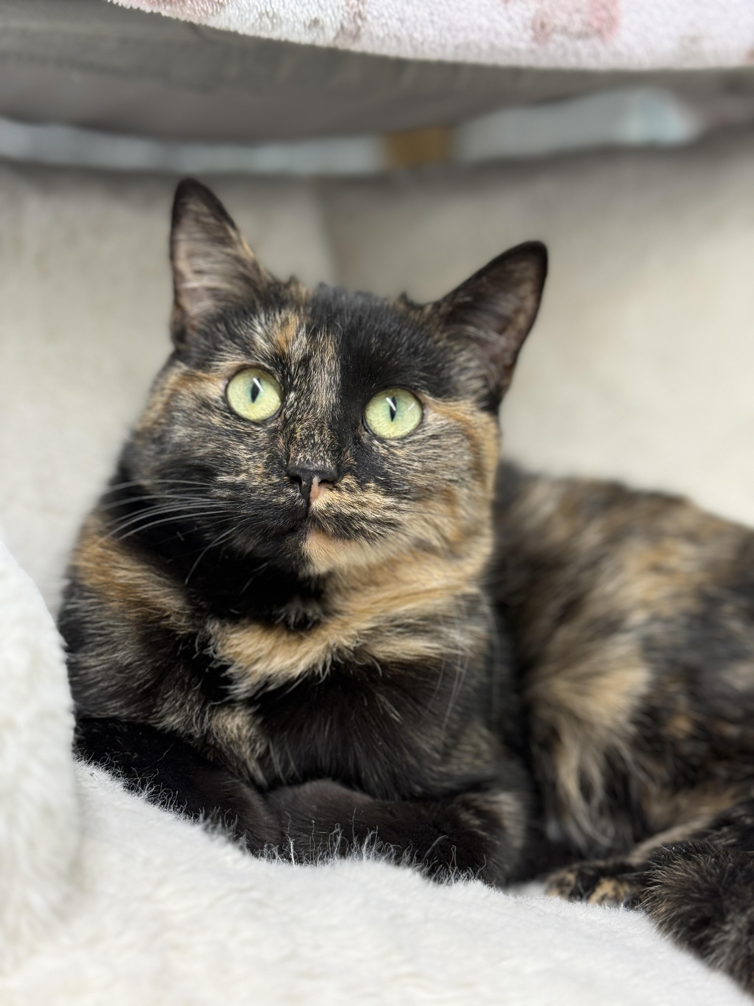 Apache, ADOPTABLE, Adult Female Domestic Short Hair.