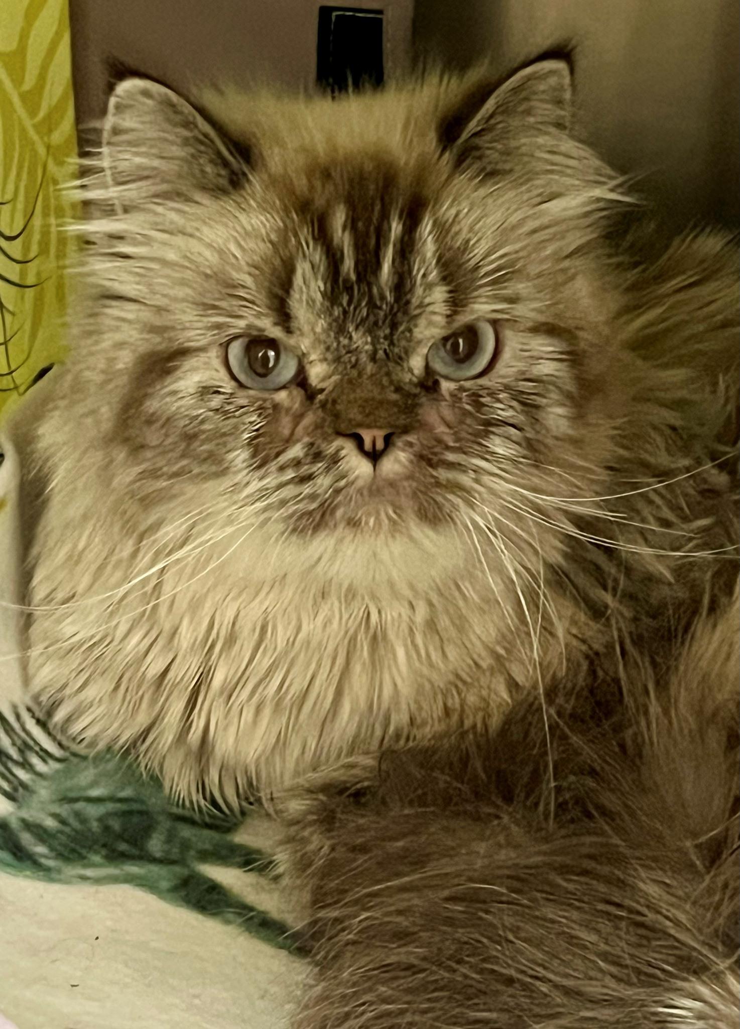 Enlarge Anya-#50202, a ADOPTABLE Persian in Columbia, MD image 1/2