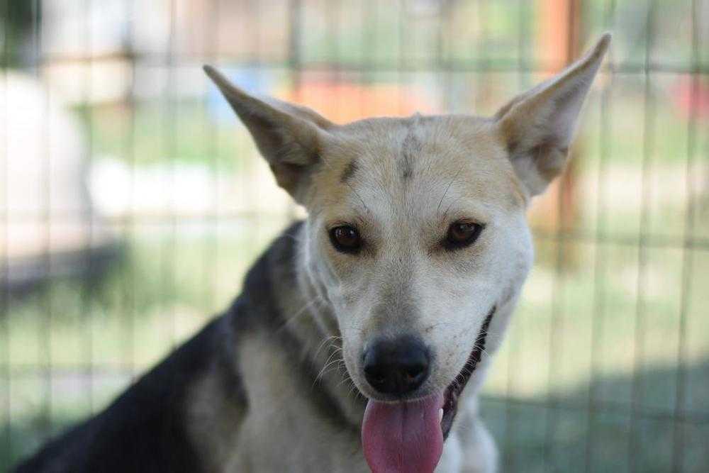 Enlarge Chilli, a Adoptable mixed breed in Dodson, MT image 1/1