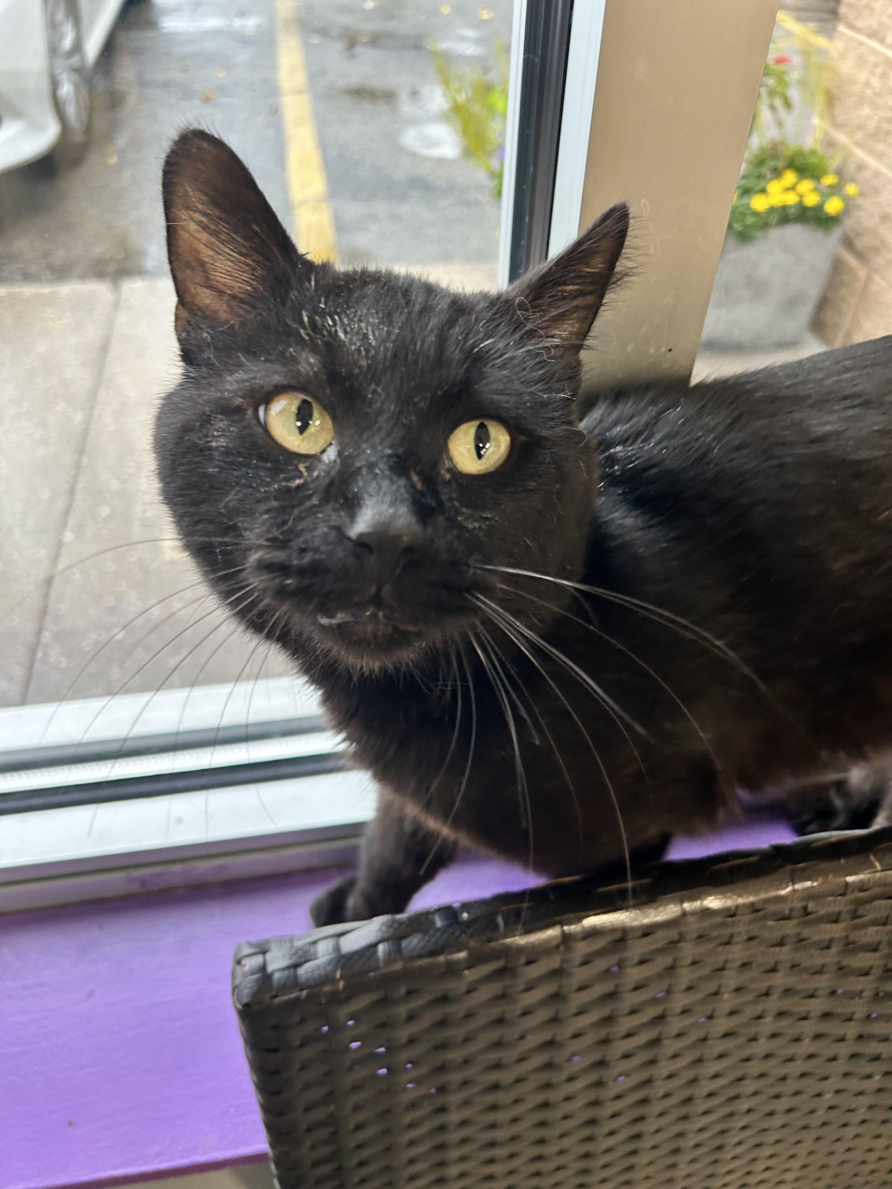 Enlarge Igris - ADOPTION PENDING, a Adopted Domestic Short Hair in Grand Rapids, MI image 4/6