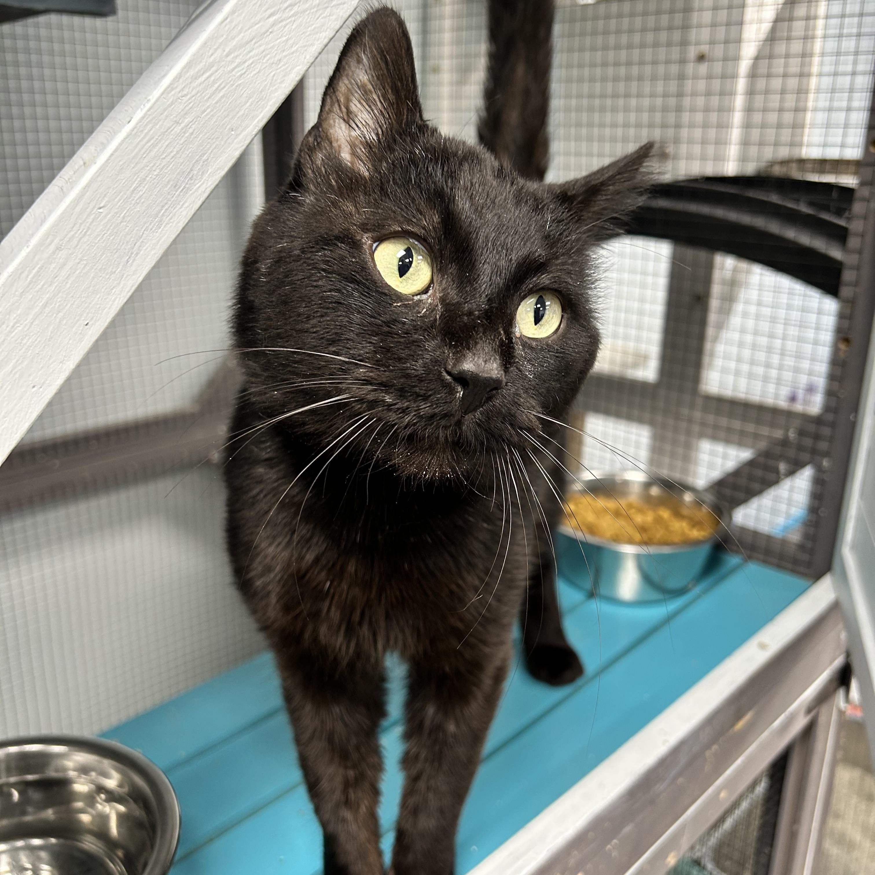 Enlarge Igris - ADOPTION PENDING, a Adopted Domestic Short Hair in Grand Rapids, MI image 3/6