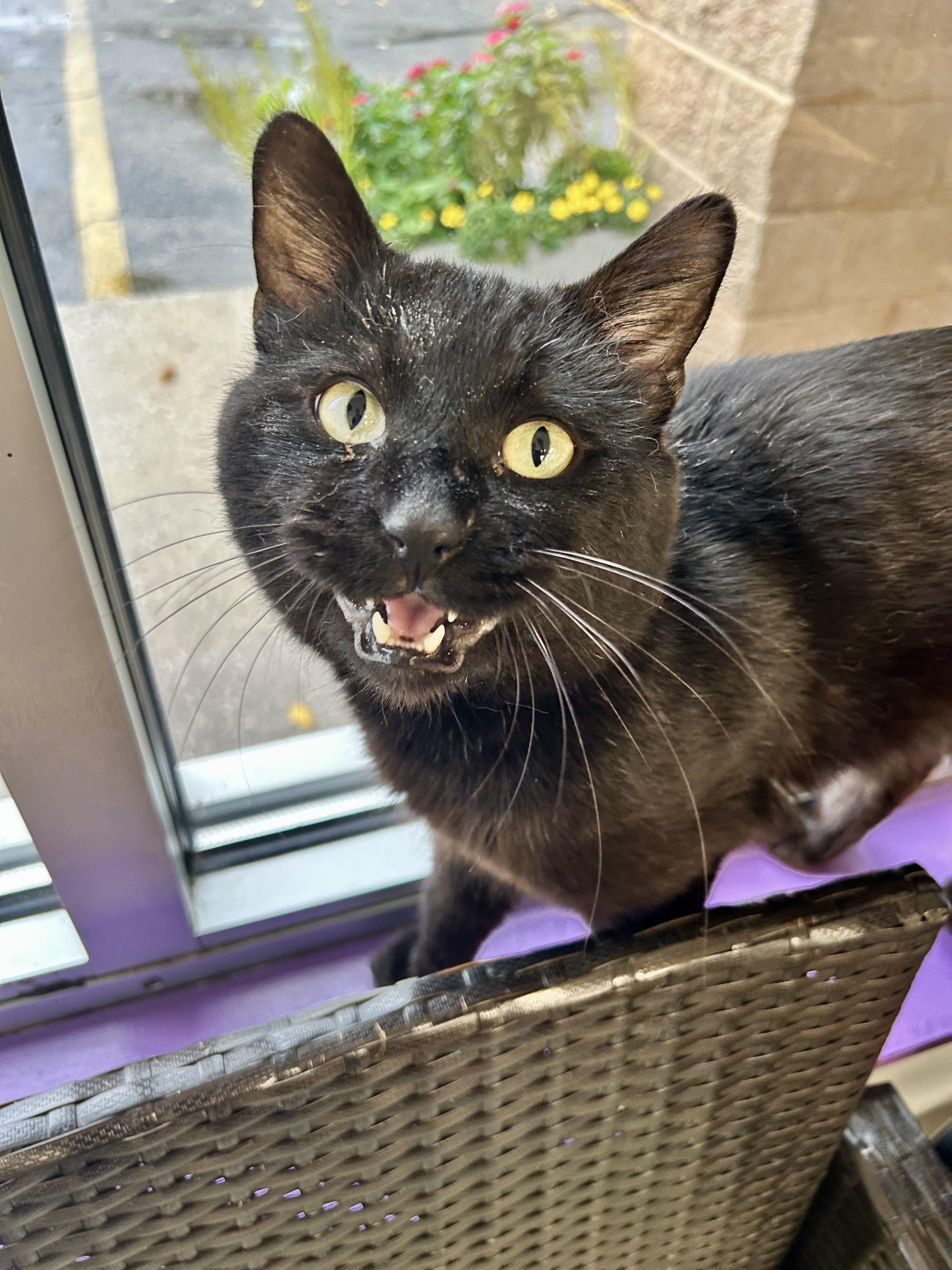 Enlarge Igris - ADOPTION PENDING, a Adopted Domestic Short Hair in Grand Rapids, MI image 5/6