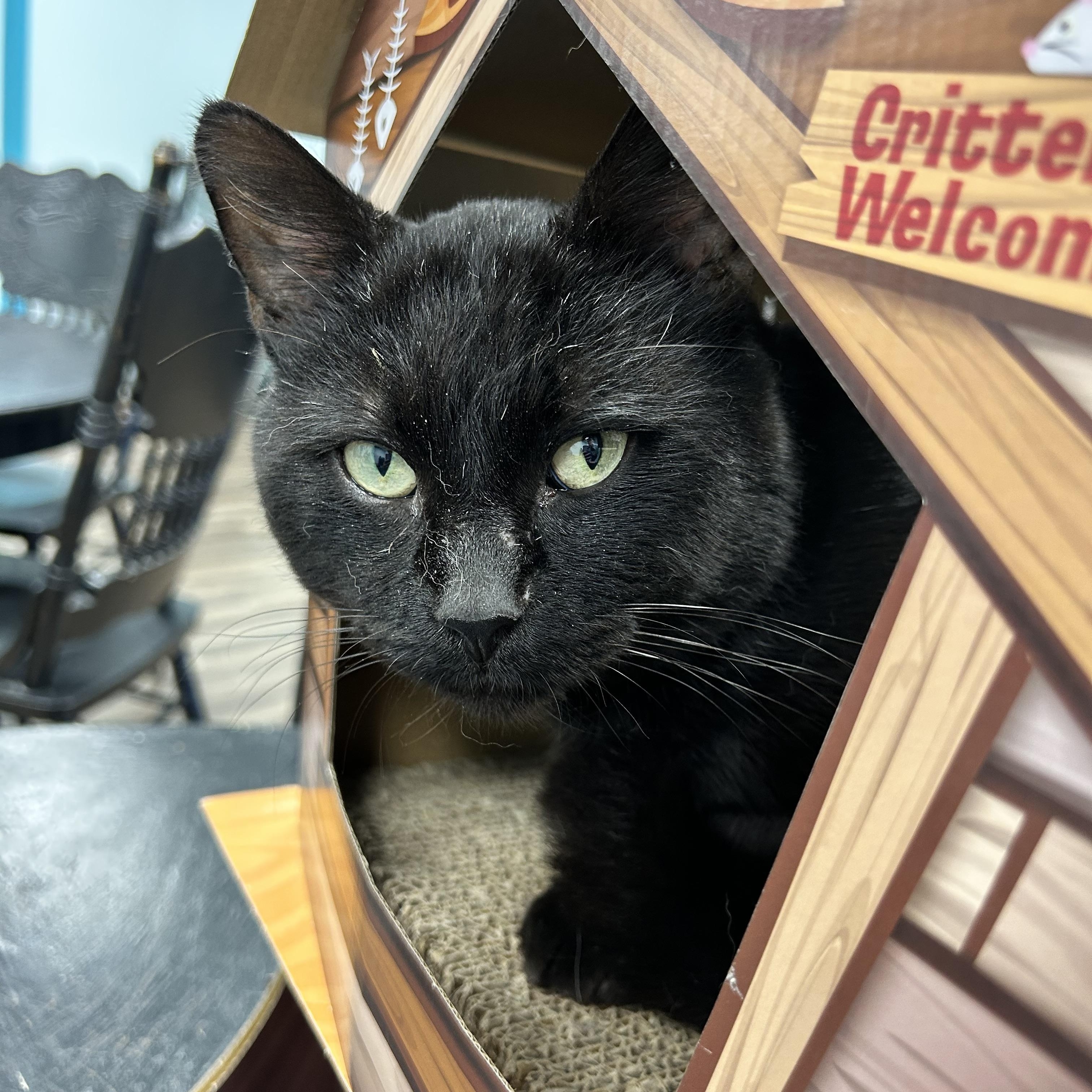 Enlarge Igris - ADOPTION PENDING, a Adopted Domestic Short Hair in Grand Rapids, MI image 1/6