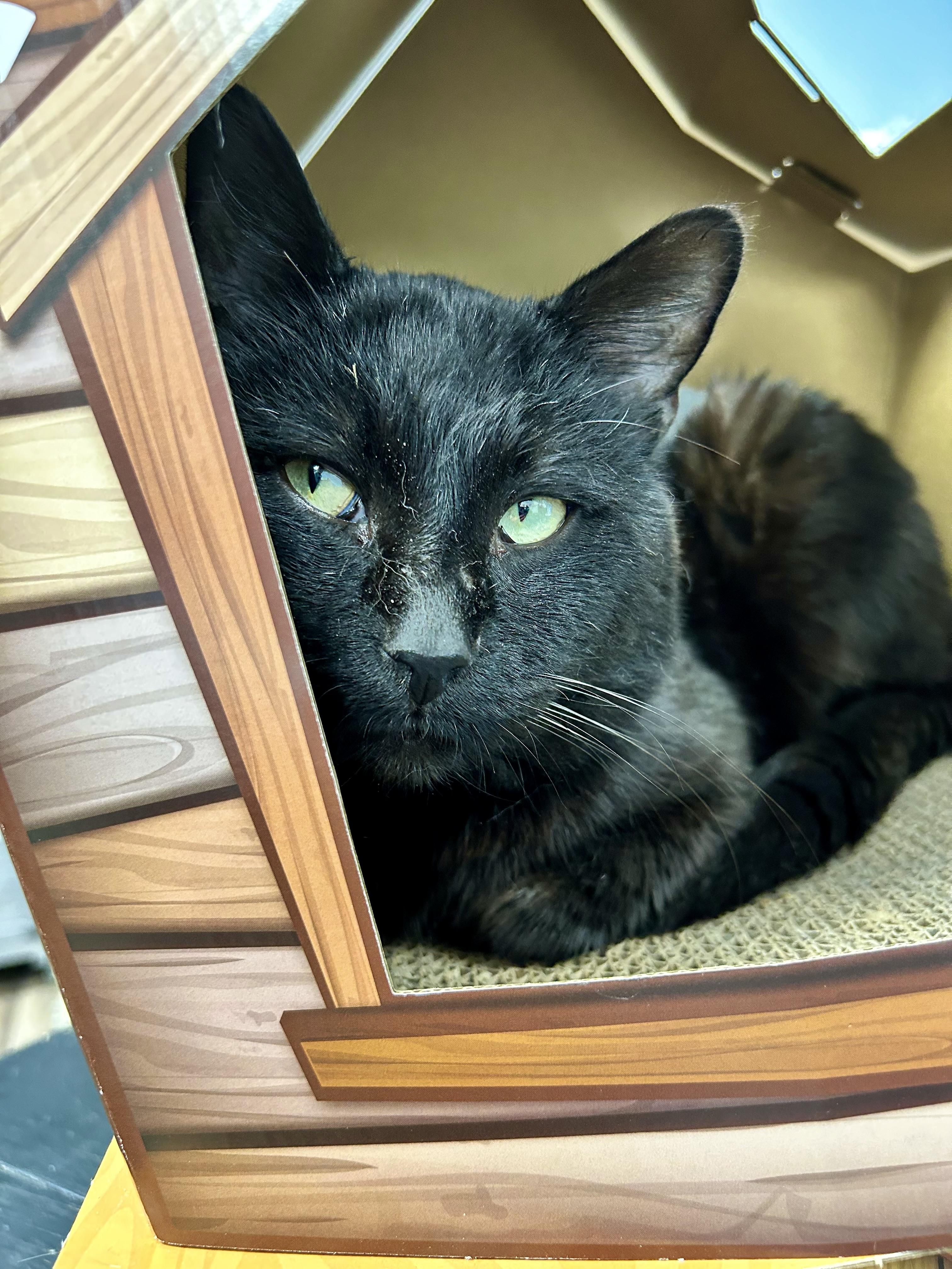 Enlarge Igris - ADOPTION PENDING, a Adopted Domestic Short Hair in Grand Rapids, MI image 6/6