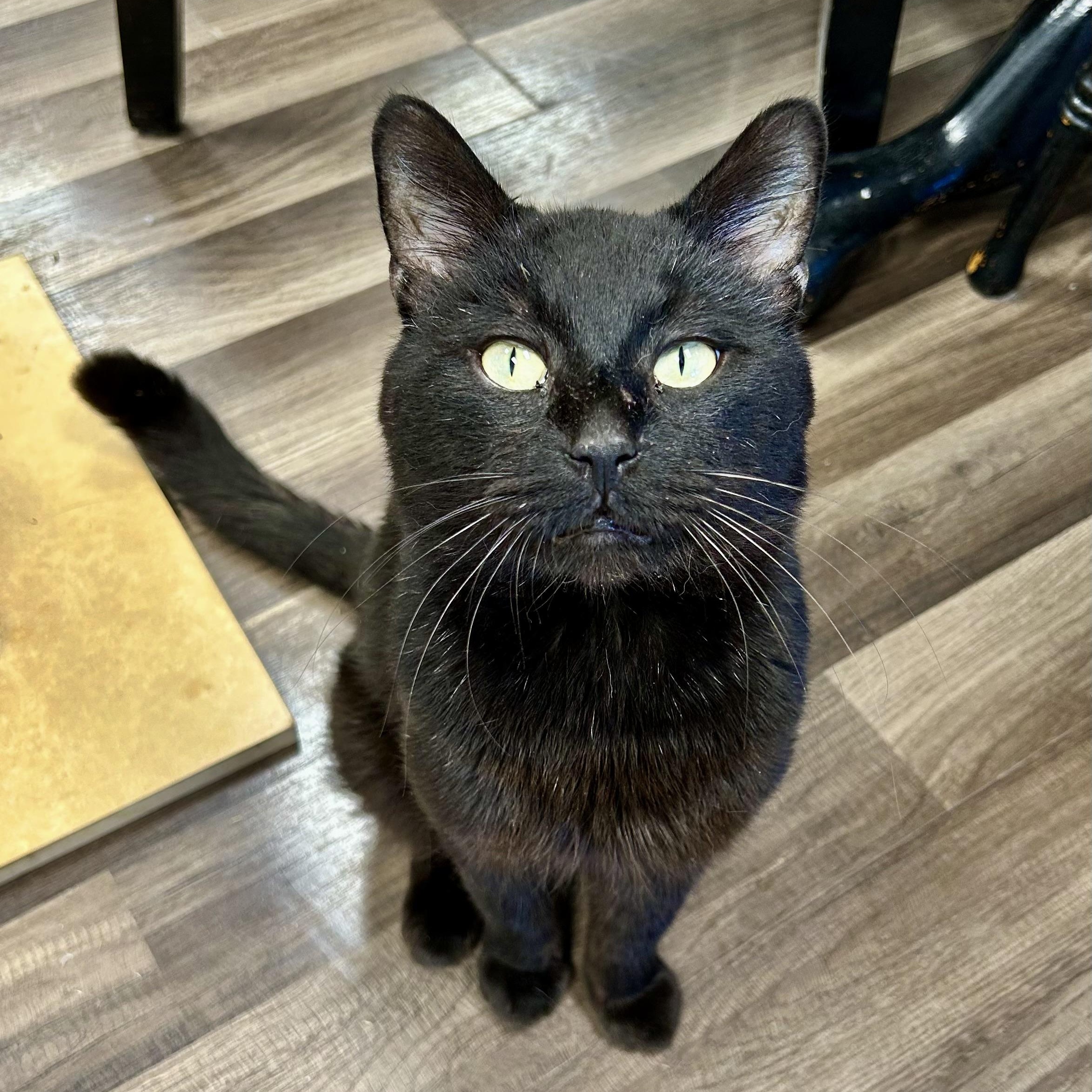 Enlarge Igris - ADOPTION PENDING, a Adopted Domestic Short Hair in Grand Rapids, MI image 2/6