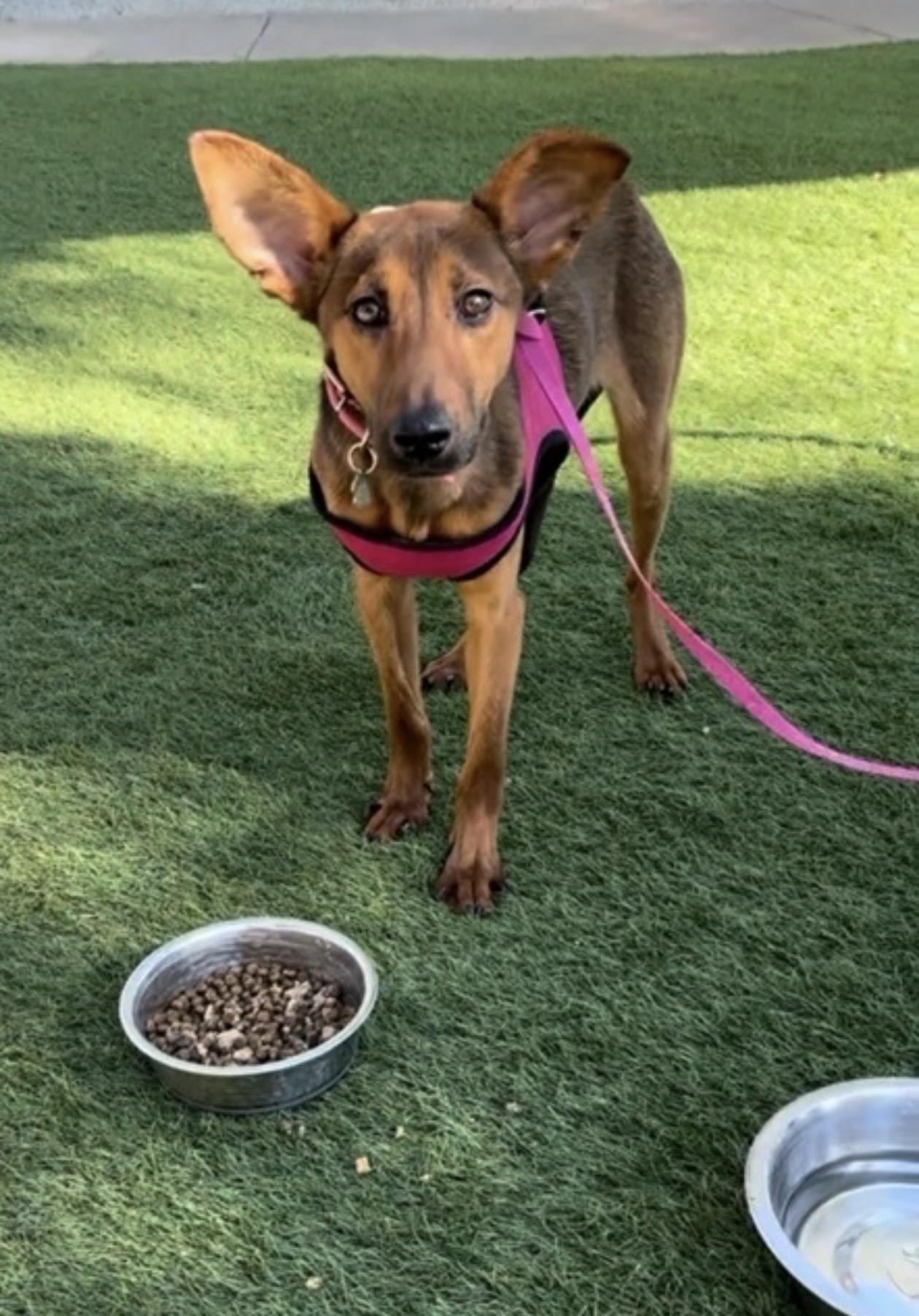 Enlarge Sandy, a Adoptable mixed breed in Oceanside, CA image 4/5