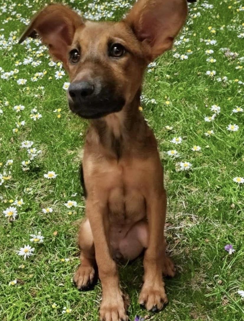 Sandy, Adoptable, Puppy Female German Pinscher.