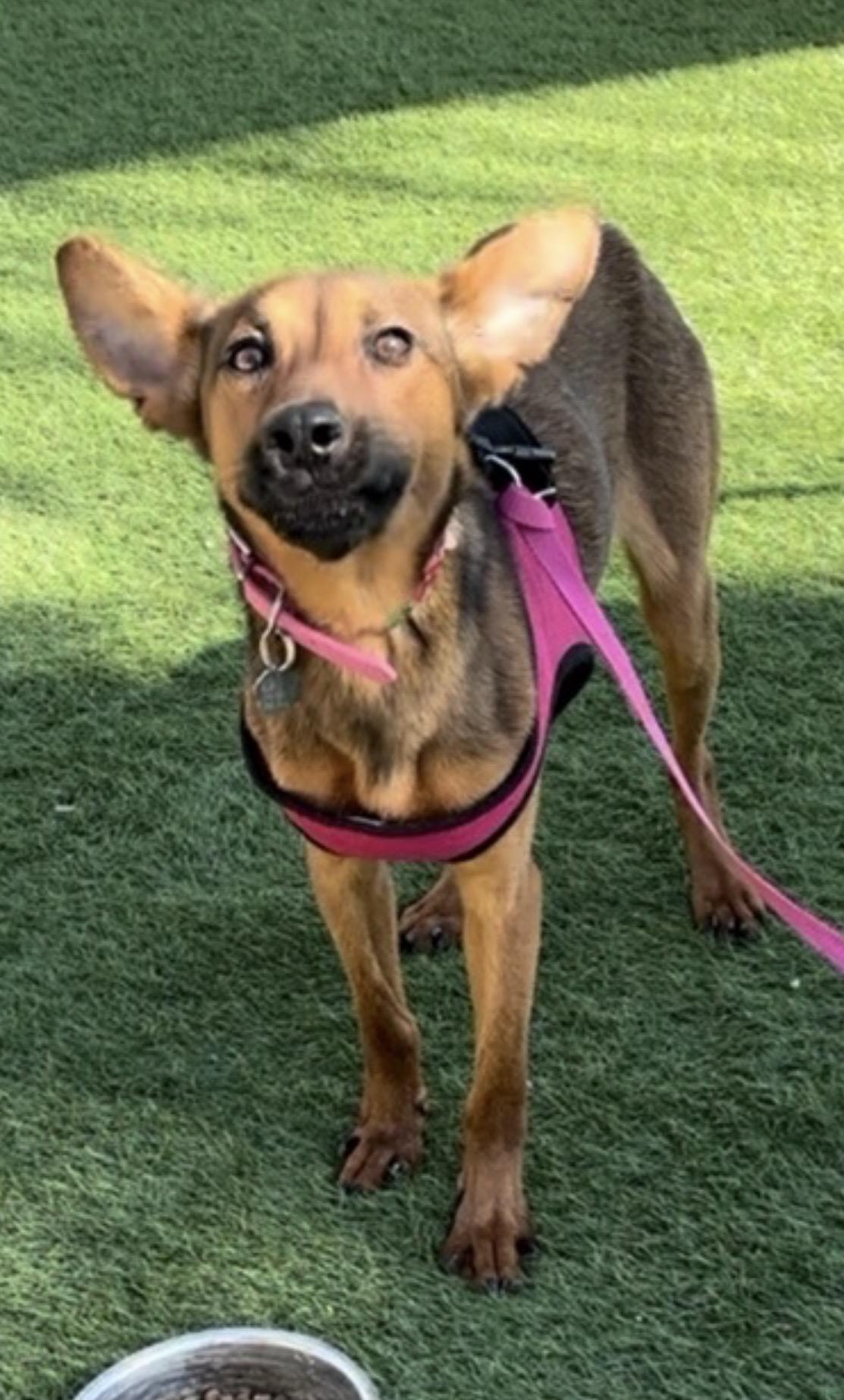 Enlarge Sandy, a Adoptable mixed breed in Oceanside, CA image 5/5