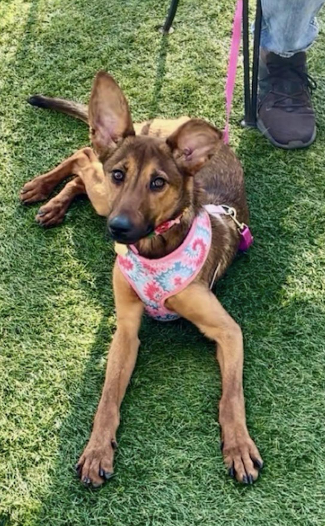 Enlarge Sandy, a Adoptable mixed breed in Oceanside, CA image 3/5