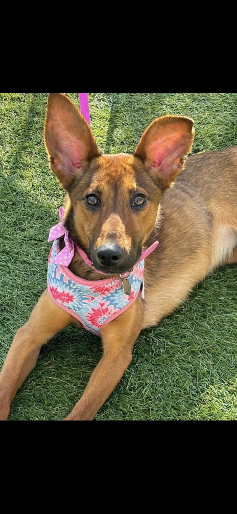 Sandy, Adoptable, Young Female Shepherd.