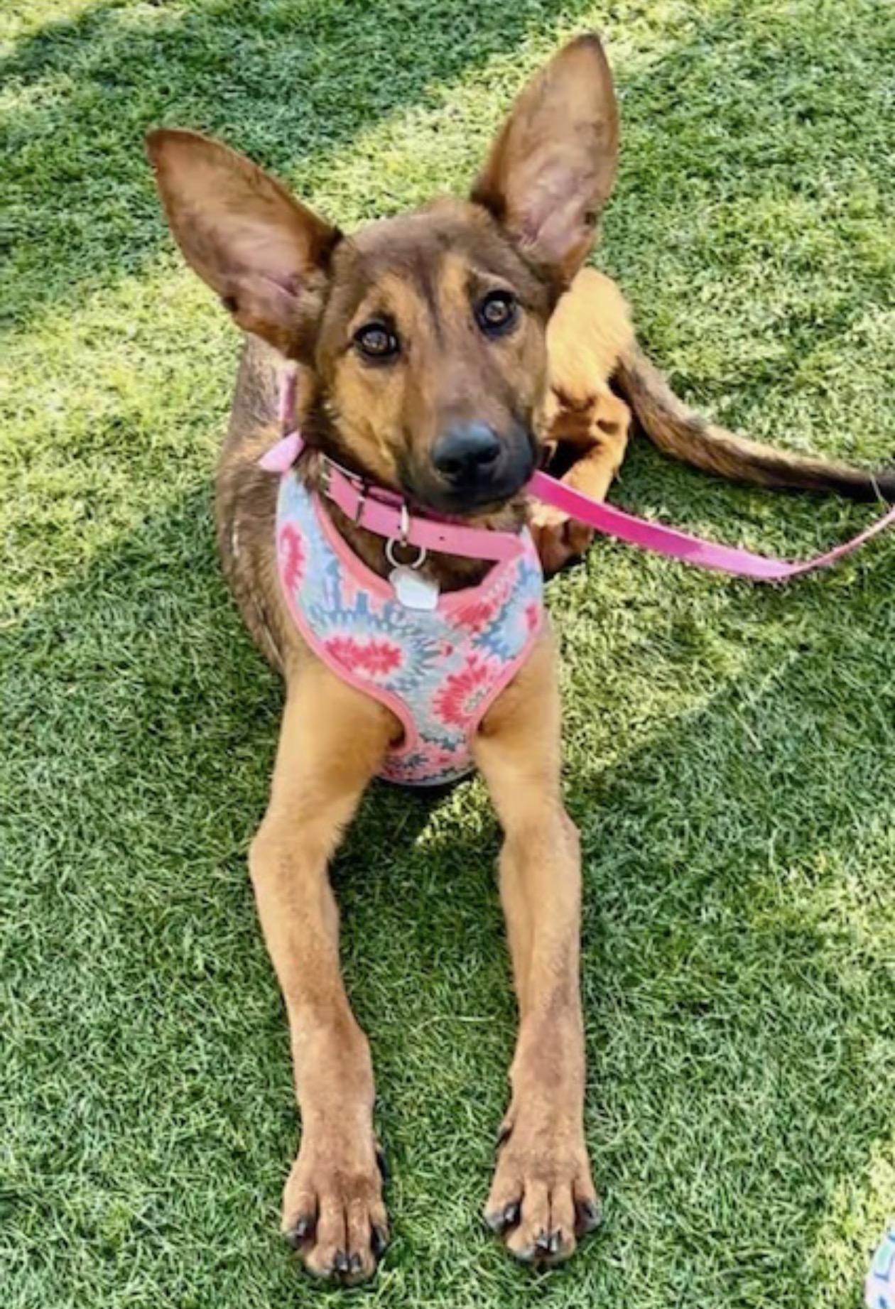 Enlarge Sandy, a Adoptable mixed breed in Oceanside, CA image 2/5