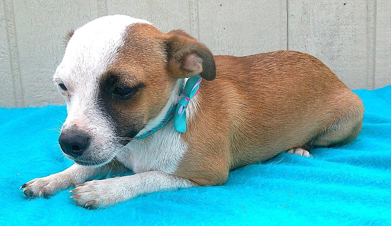Enlarge MERLIN, a Adoptable mixed breed in San Antonio, TX image 2/4