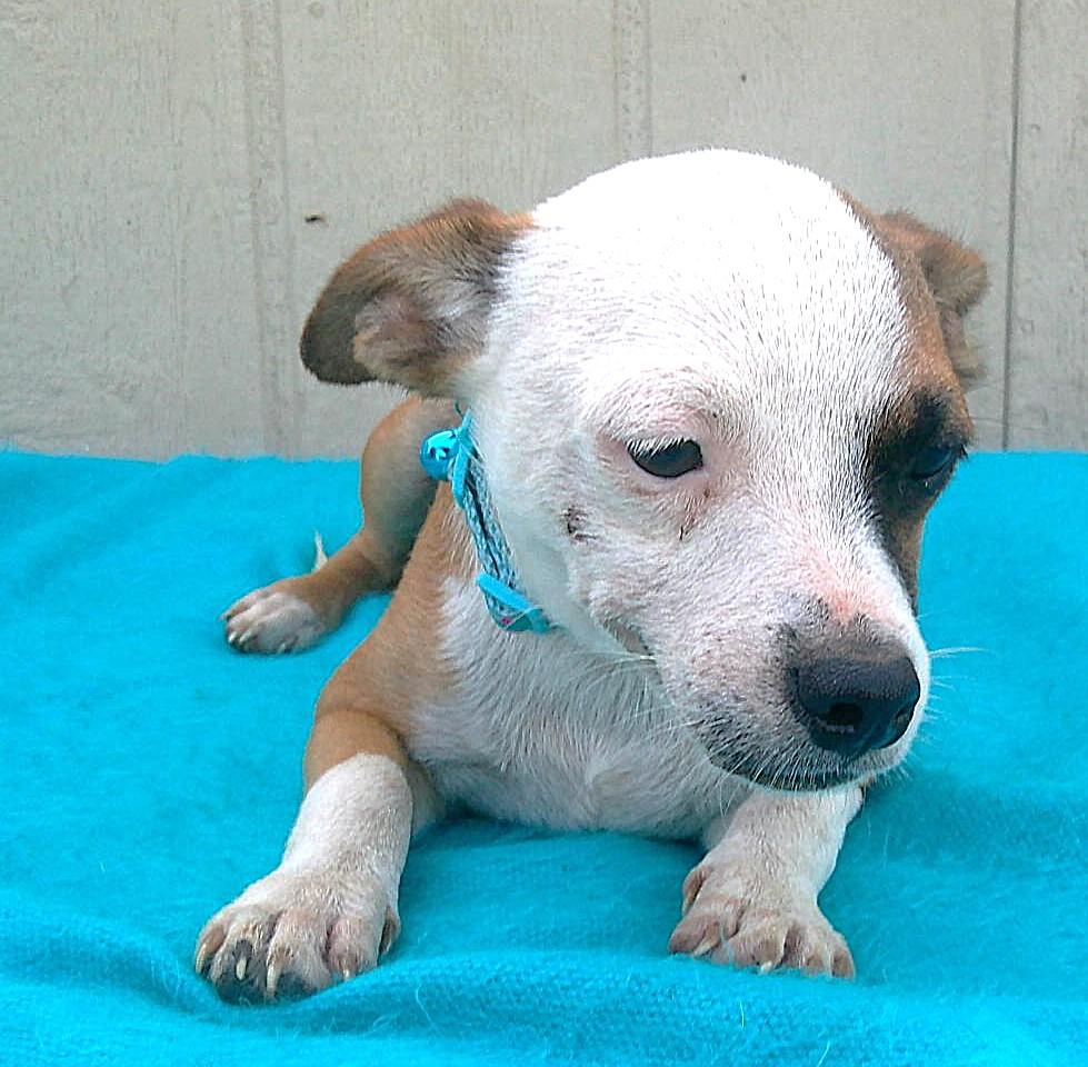 Enlarge MERLIN, a Adoptable mixed breed in San Antonio, TX image 3/4