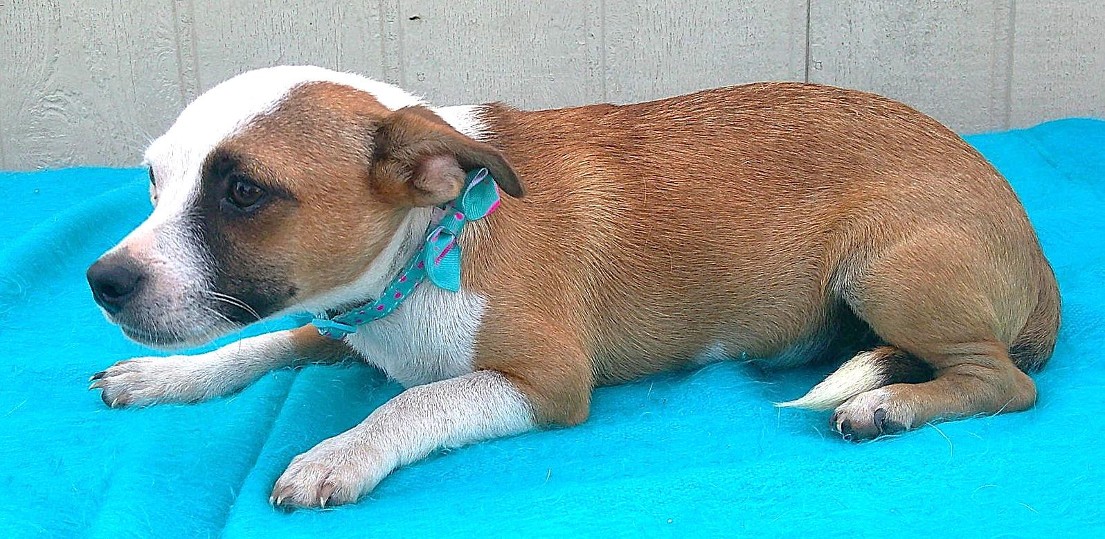 Enlarge MERLIN, a Adoptable mixed breed in San Antonio, TX image 4/4