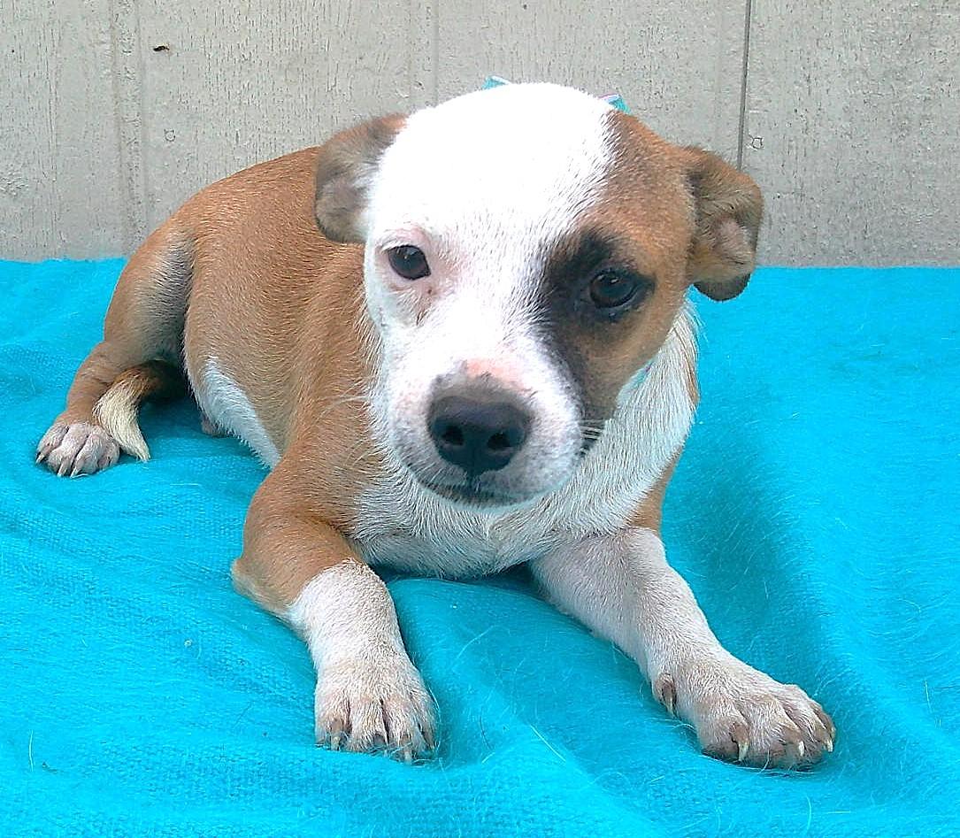 MERLIN, Adoptable, Puppy Male Jack Russell Terrier & Beagle.