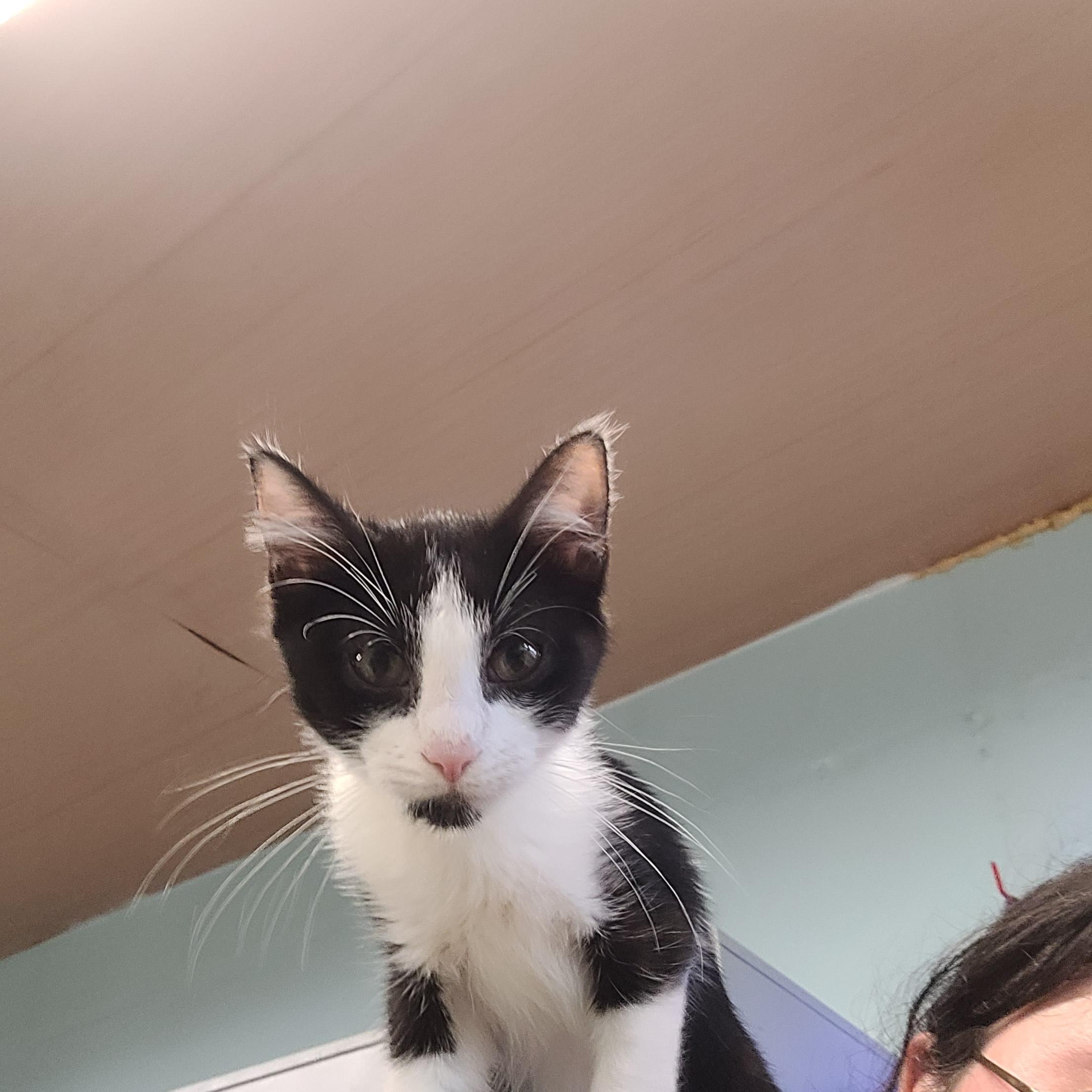 Cosmo, a ADOPTABLE Domestic Short Hair in Norfolk, VA image 4/5