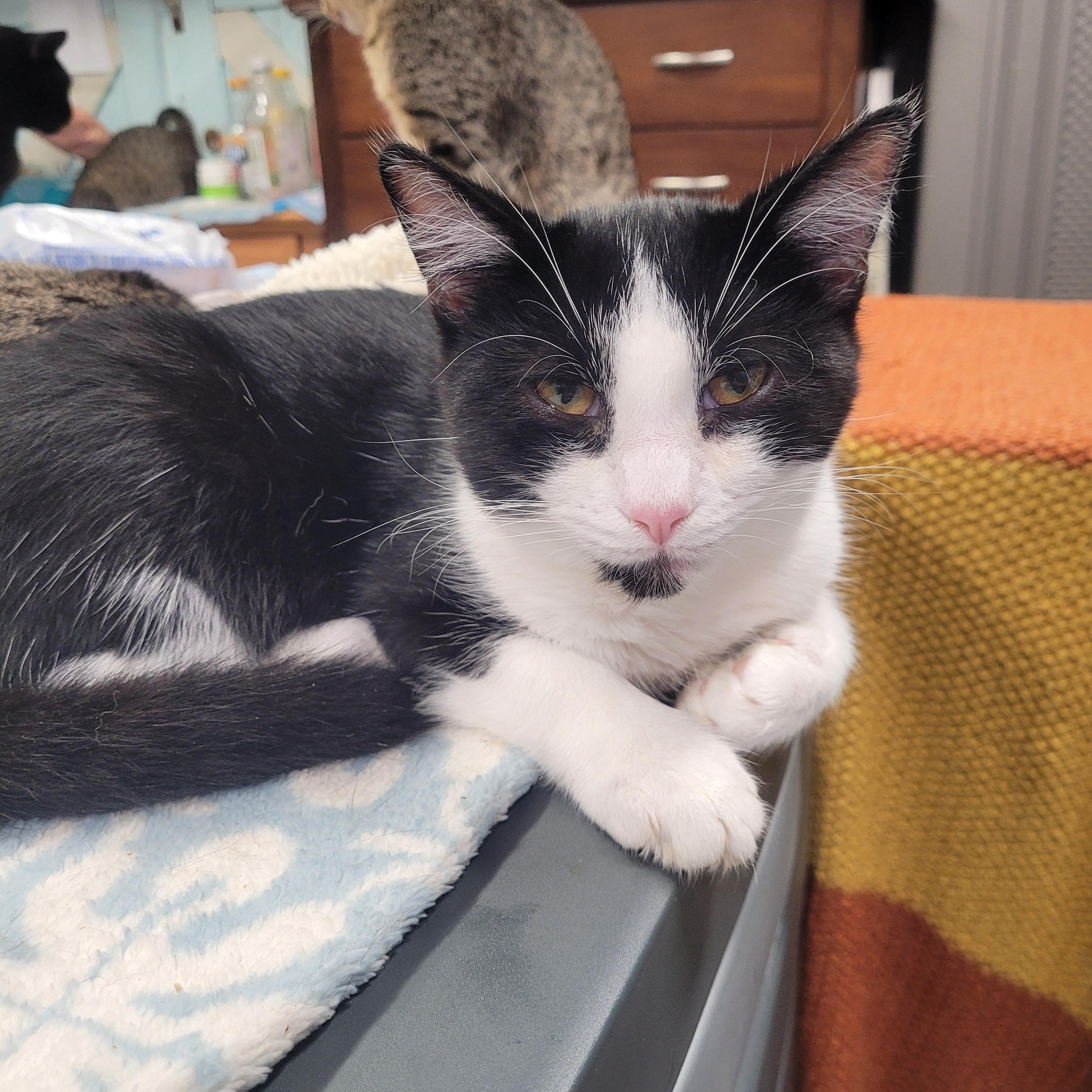 Cosmo, a ADOPTABLE Domestic Short Hair in Norfolk, VA image 2/5