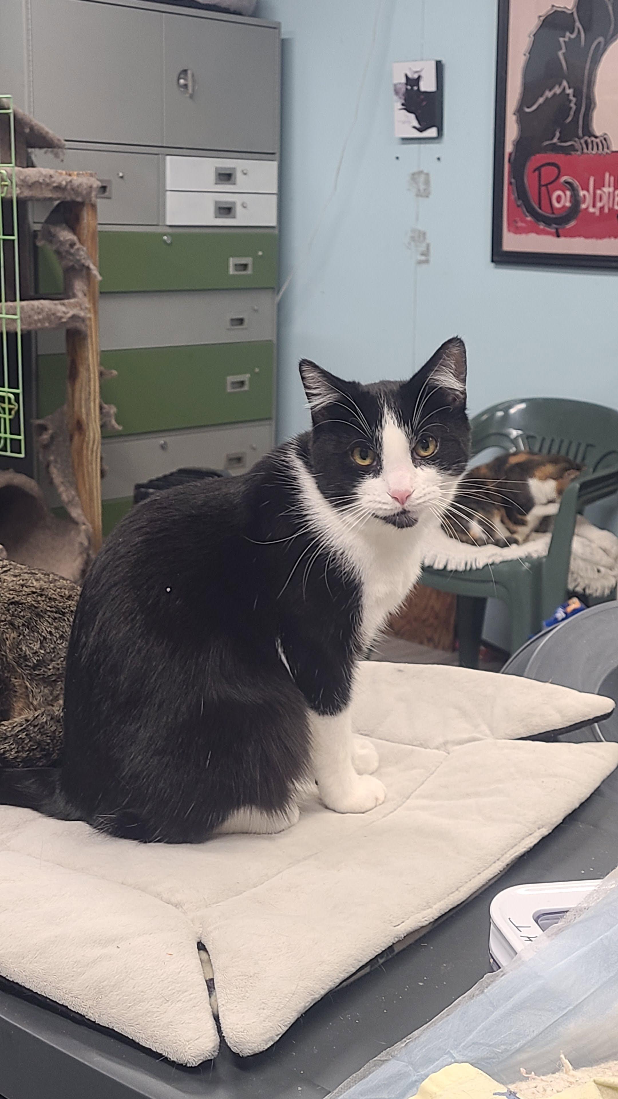 Cosmo, a ADOPTABLE Domestic Short Hair in Norfolk, VA image 5/5