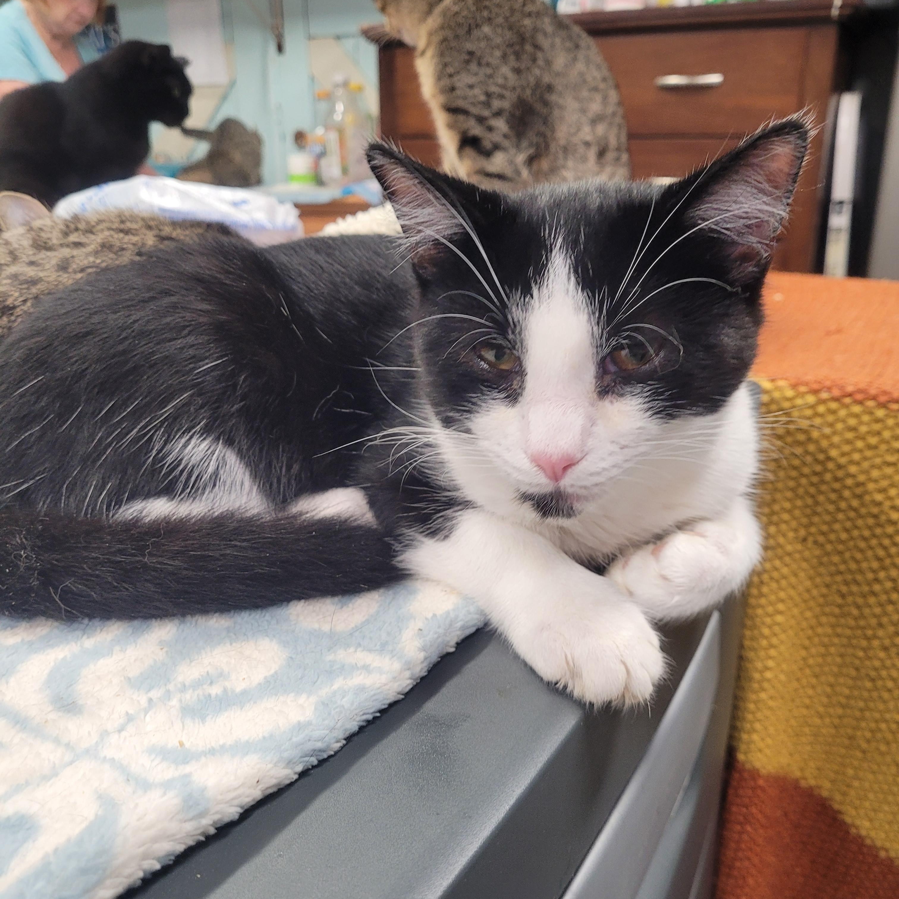 Cosmo, a ADOPTABLE Domestic Short Hair in Norfolk, VA image 3/5