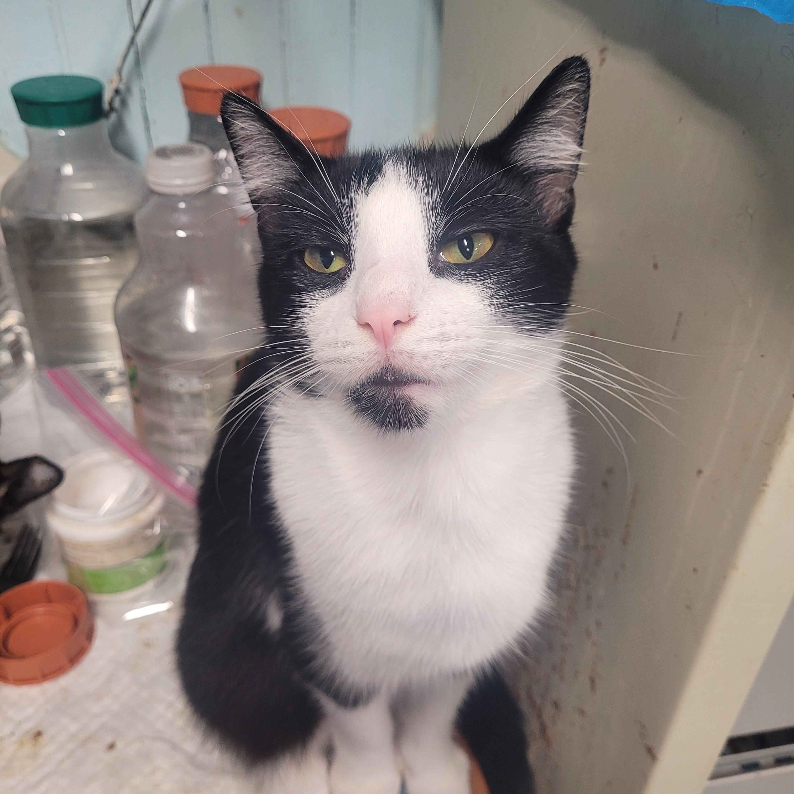 Enlarge Cosmo, a Adoptable Domestic Short Hair in Norfolk, VA image 1/6