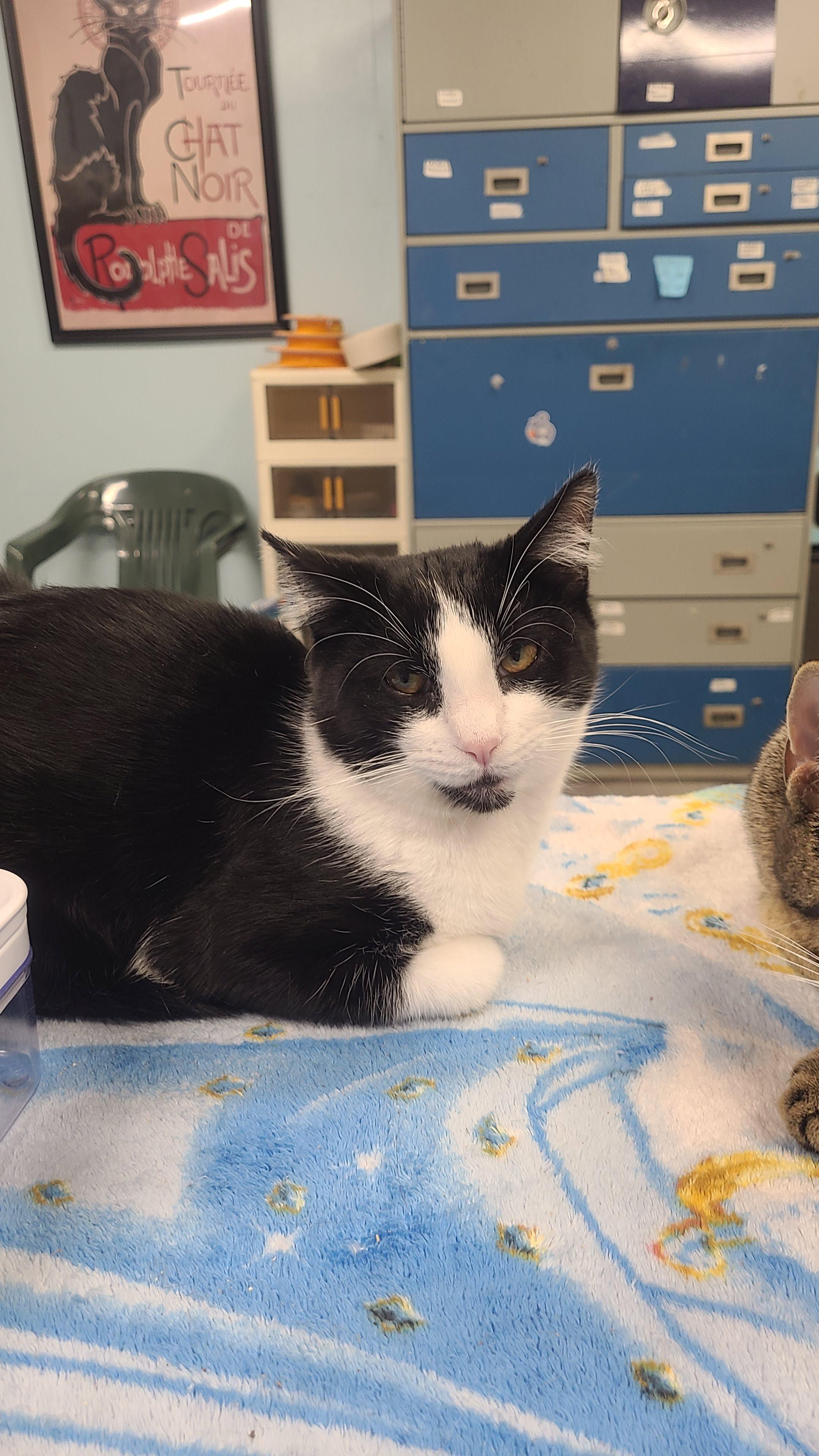 Cosmo, ADOPTABLE, Young Male Domestic Short Hair.