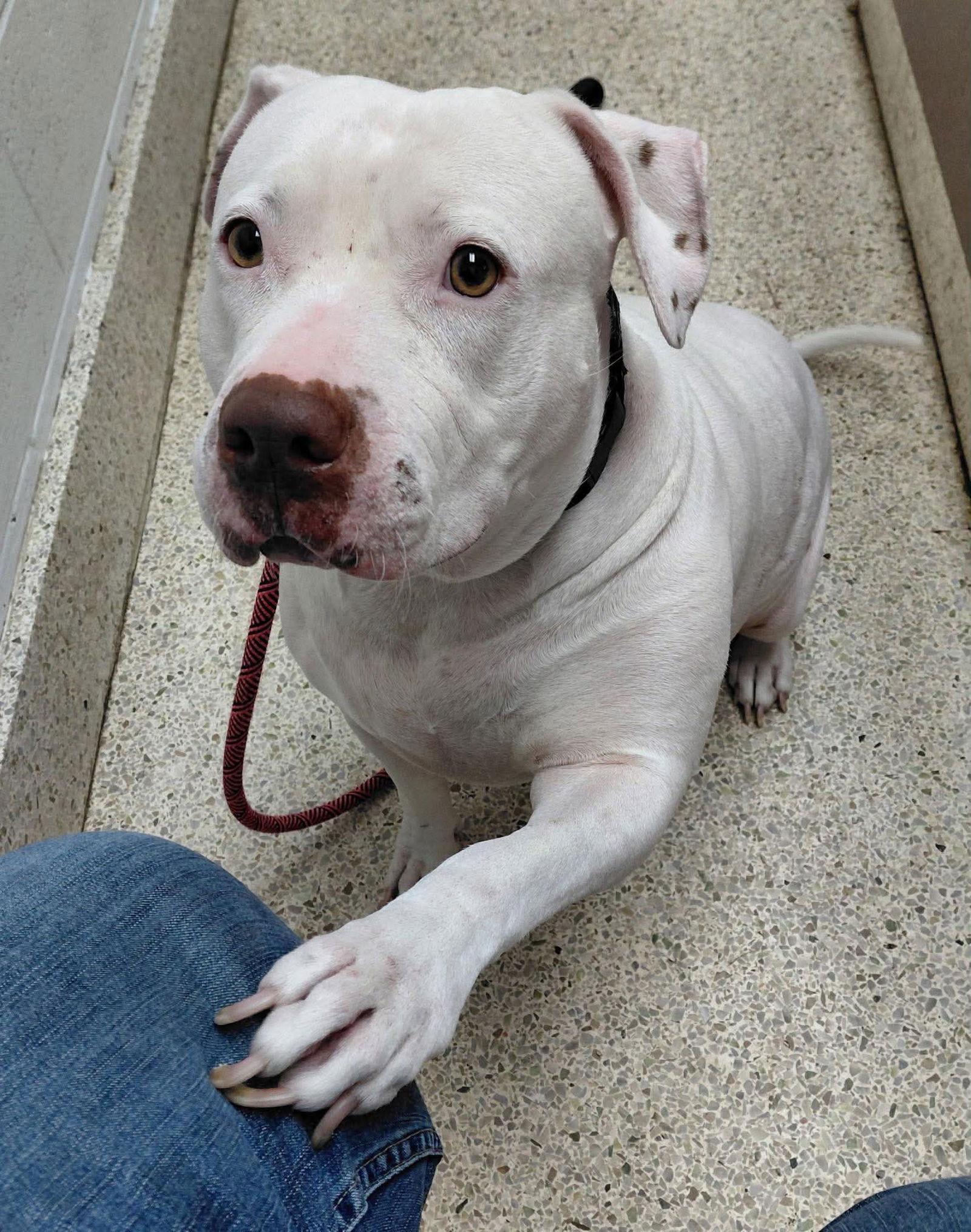 Enlarge Sadie Mae, a Adoptable mixed breed in Holly Springs, NC image 1/3