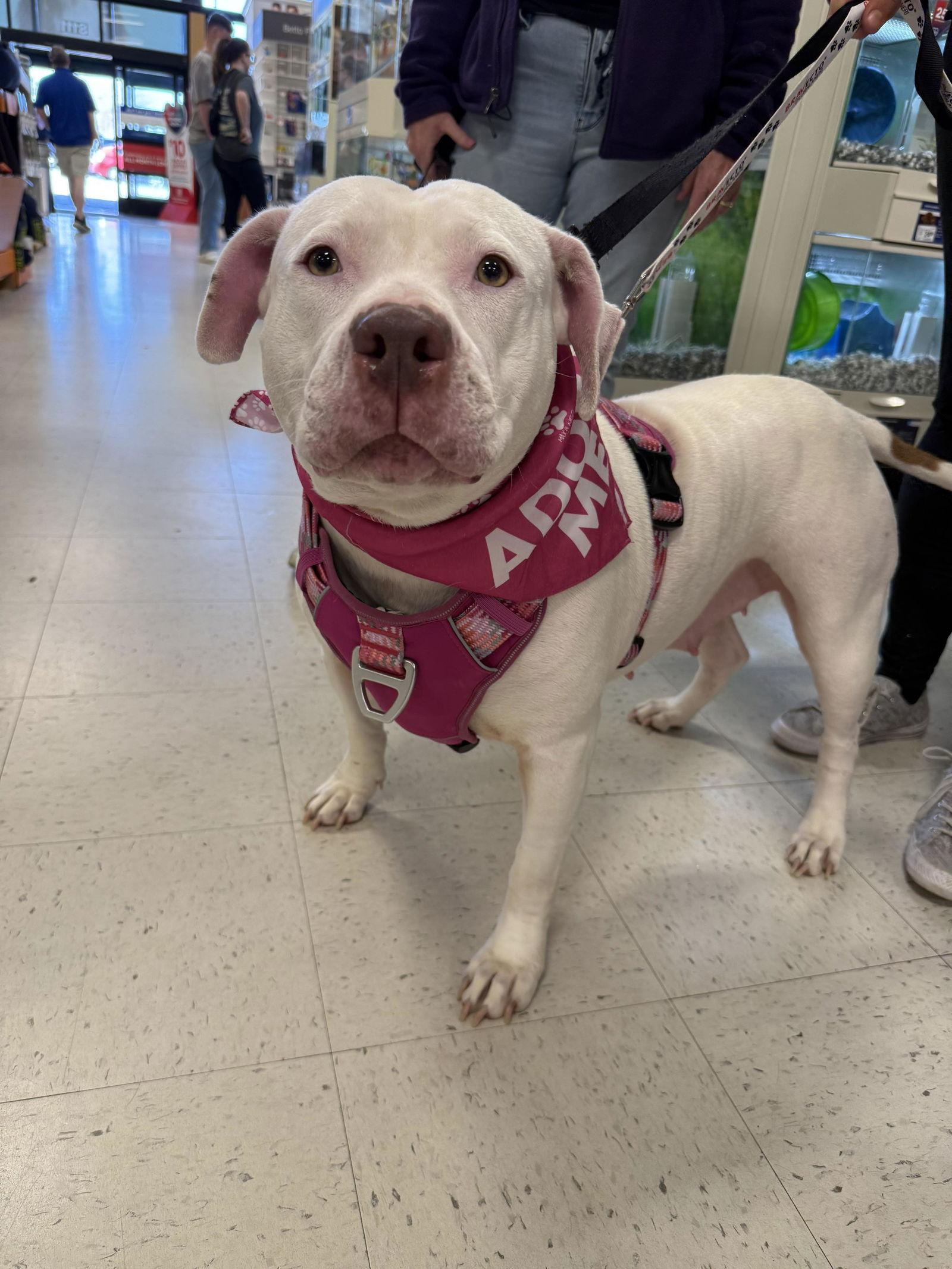 Enlarge Sadie Mae, a Adoptable mixed breed in Holly Springs, NC image 2/3