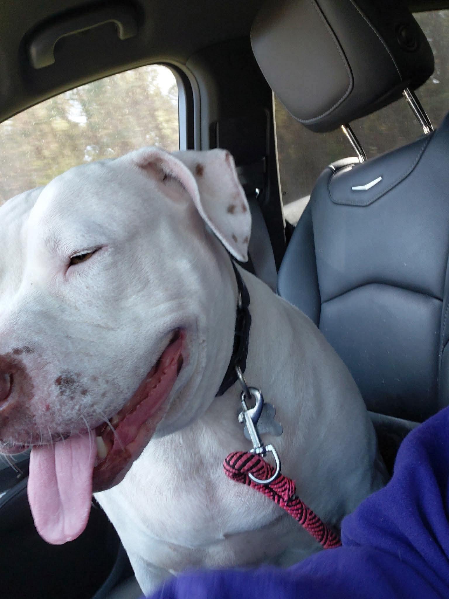 Enlarge Sadie Mae, a Adoptable mixed breed in Holly Springs, NC image 3/3