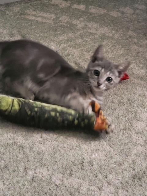 Enlarge Jupiter, an adopted mixed breed in Mesa, AZ image 4/5