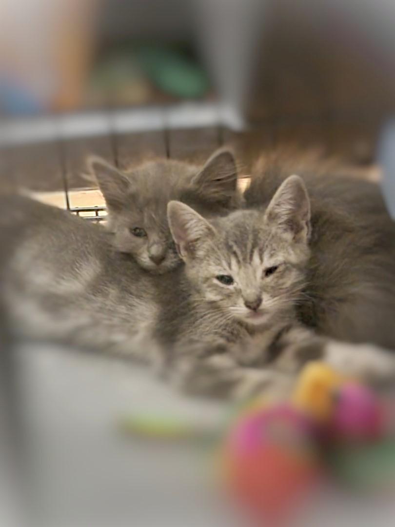 Enlarge Jupiter, an adopted mixed breed in Mesa, AZ image 2/5