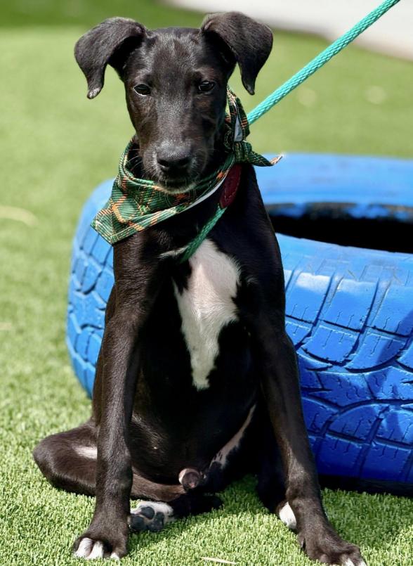 Pookie-from Royal Dog of Egypt to pool lover, an adoptable Saluki in San Antonio, TX, 78230 | Photo Image 3