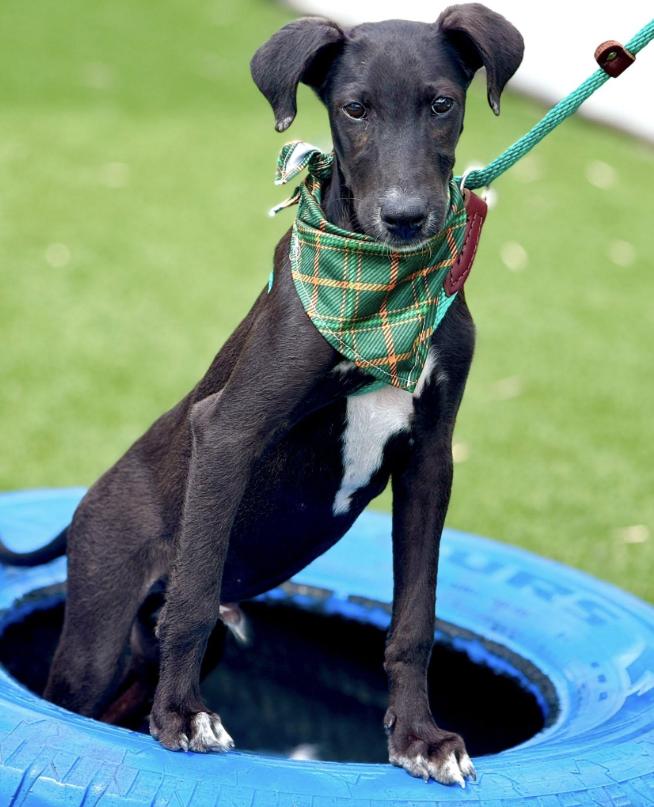 Pookie-from Royal Dog of Egypt to pool lover, an adoptable Saluki in San Antonio, TX, 78230 | Photo Image 5