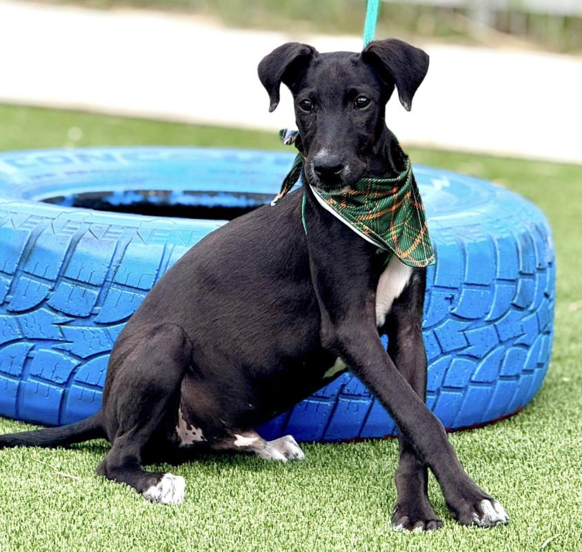 Pookie-from Royal Dog of Egypt to pool lover, an adoptable Saluki in San Antonio, TX, 78230 | Photo Image 1