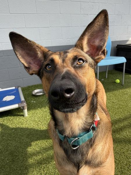 Enlarge Barnie, a Adoptable mixed breed in San Diego, CA image 1/1