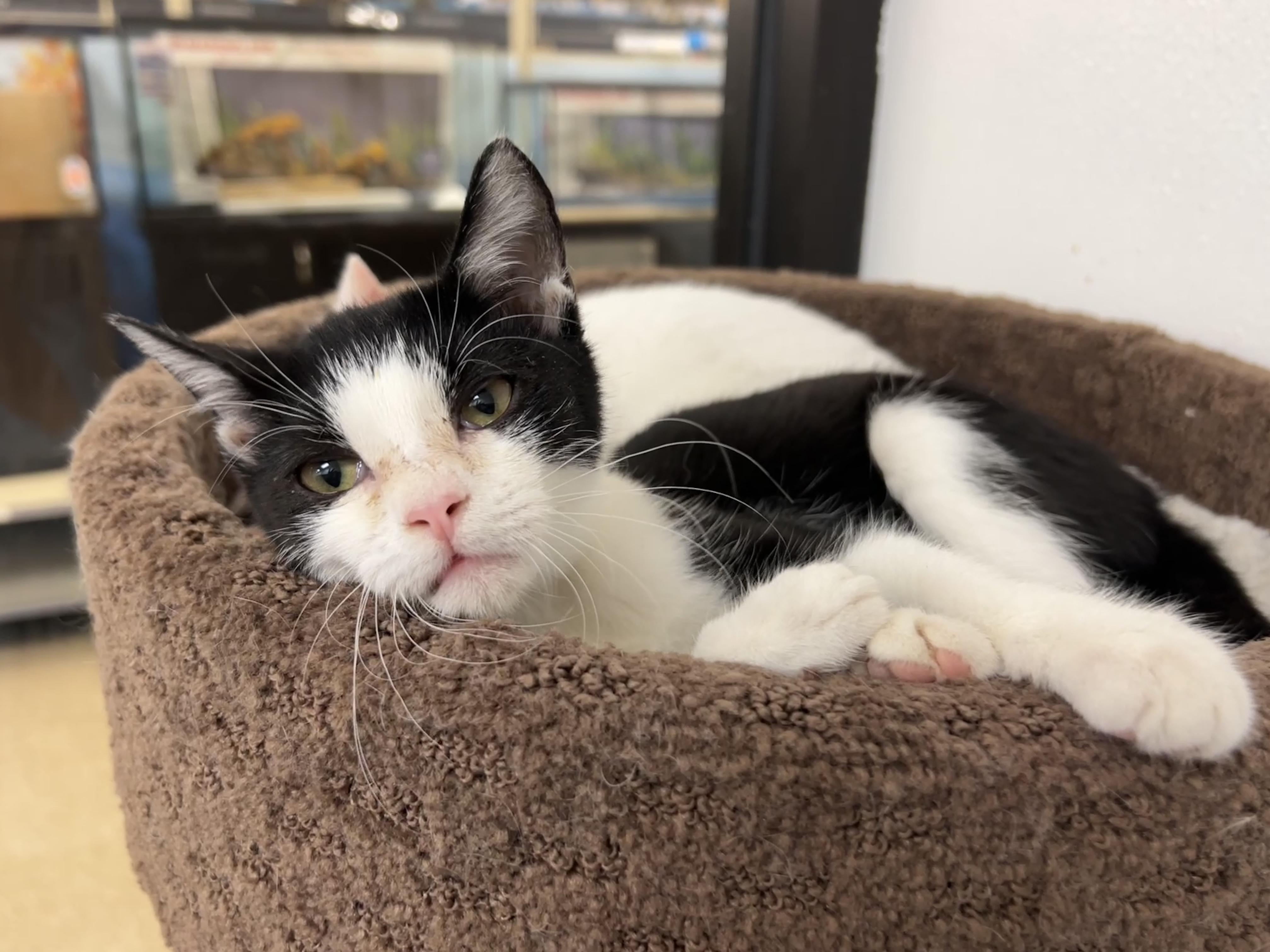 Enlarge Tickles, a Adoptable mixed breed in Palmetto, FL image 2/4