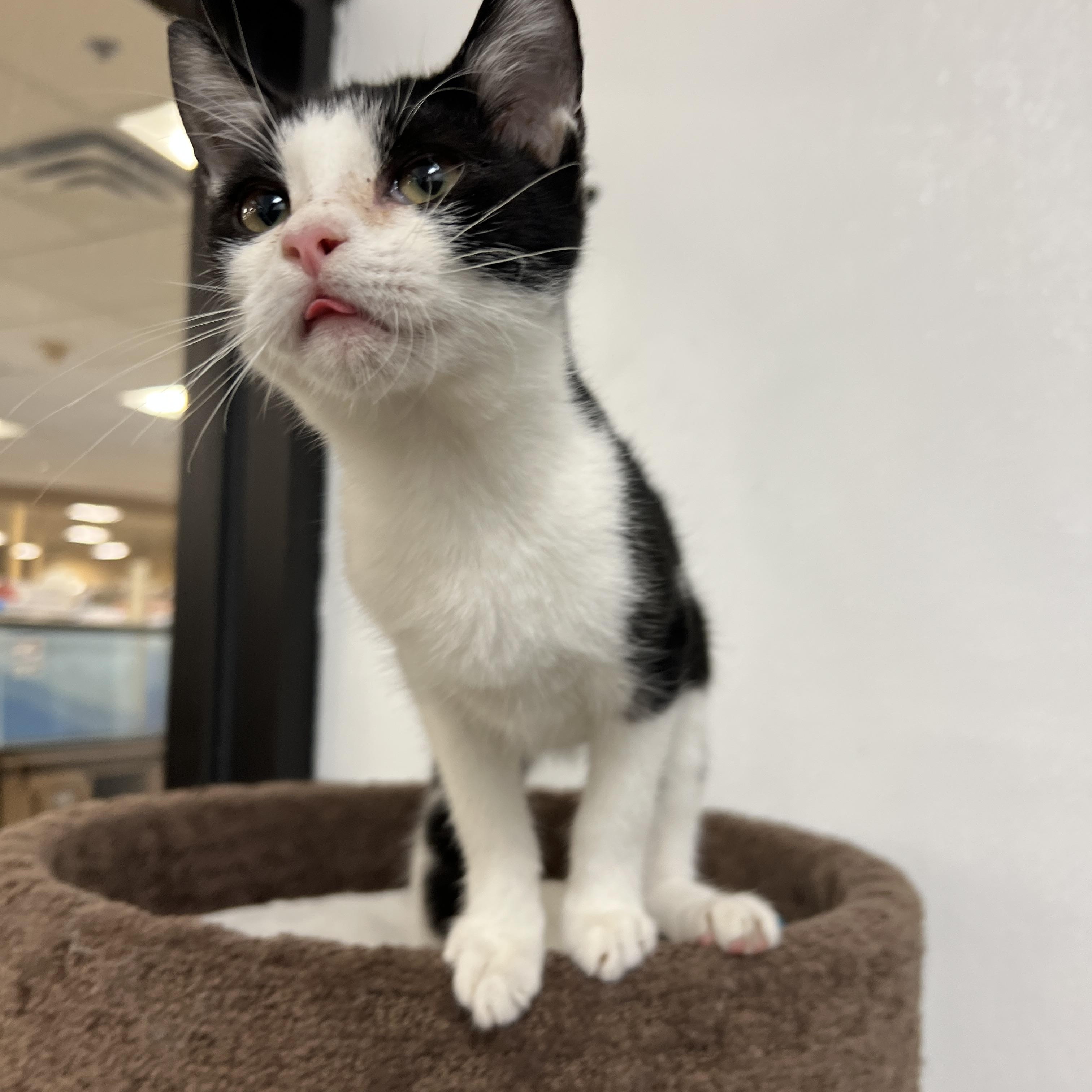 Enlarge Tickles, a Adoptable mixed breed in Palmetto, FL image 4/4