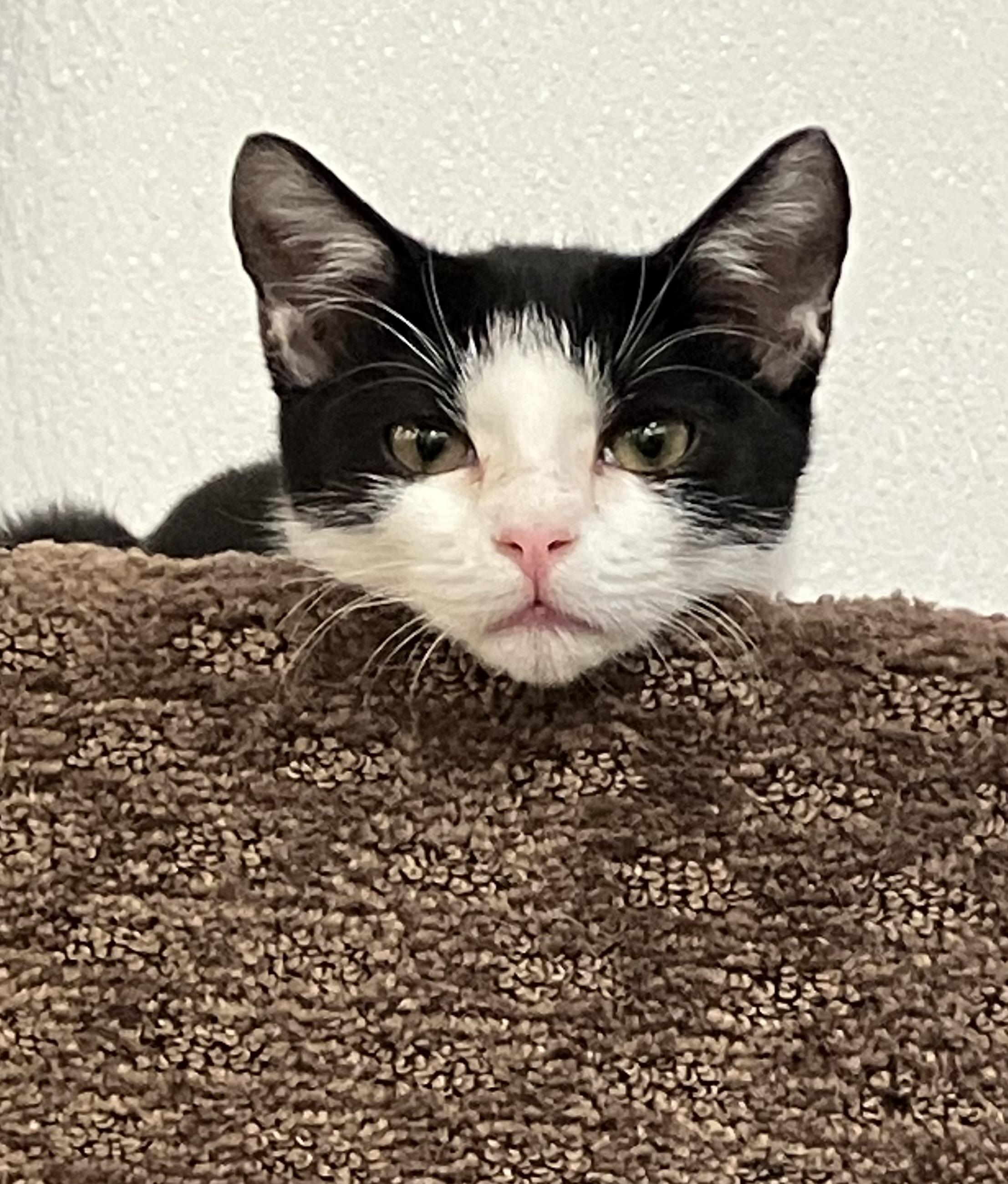 Enlarge Tickles, a Adoptable mixed breed in Palmetto, FL image 1/4