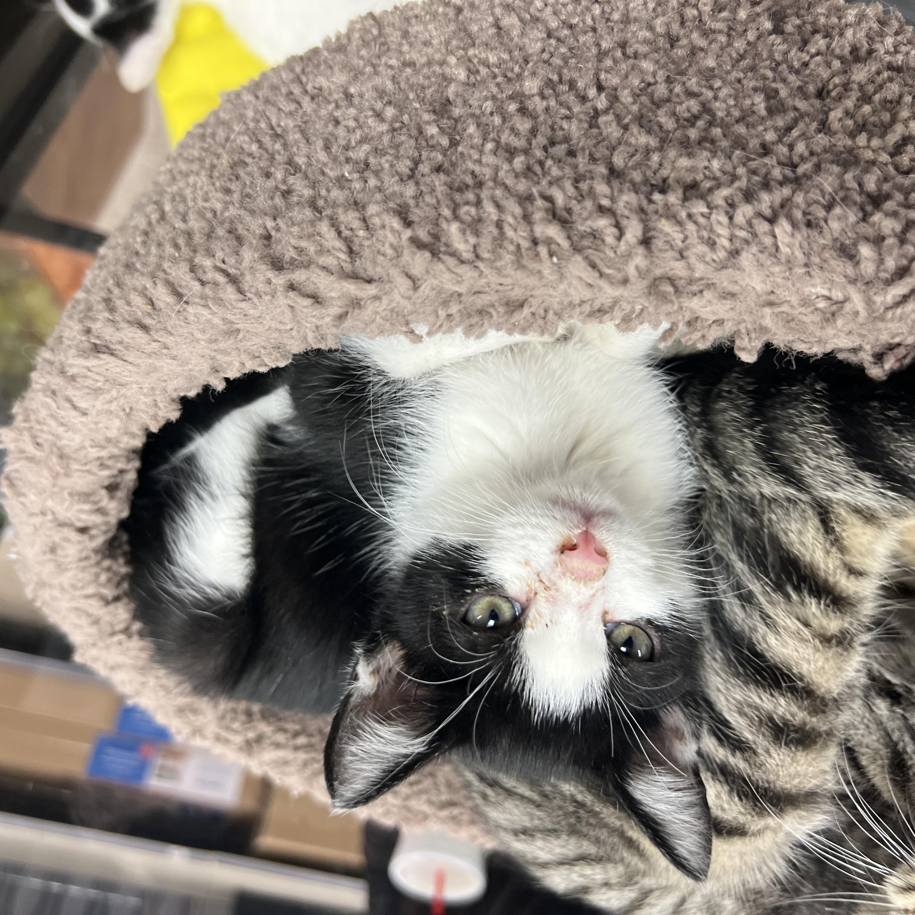 Tickles (preadopt pending spay), Adoptable, Kitten Female Domestic Short Hair.