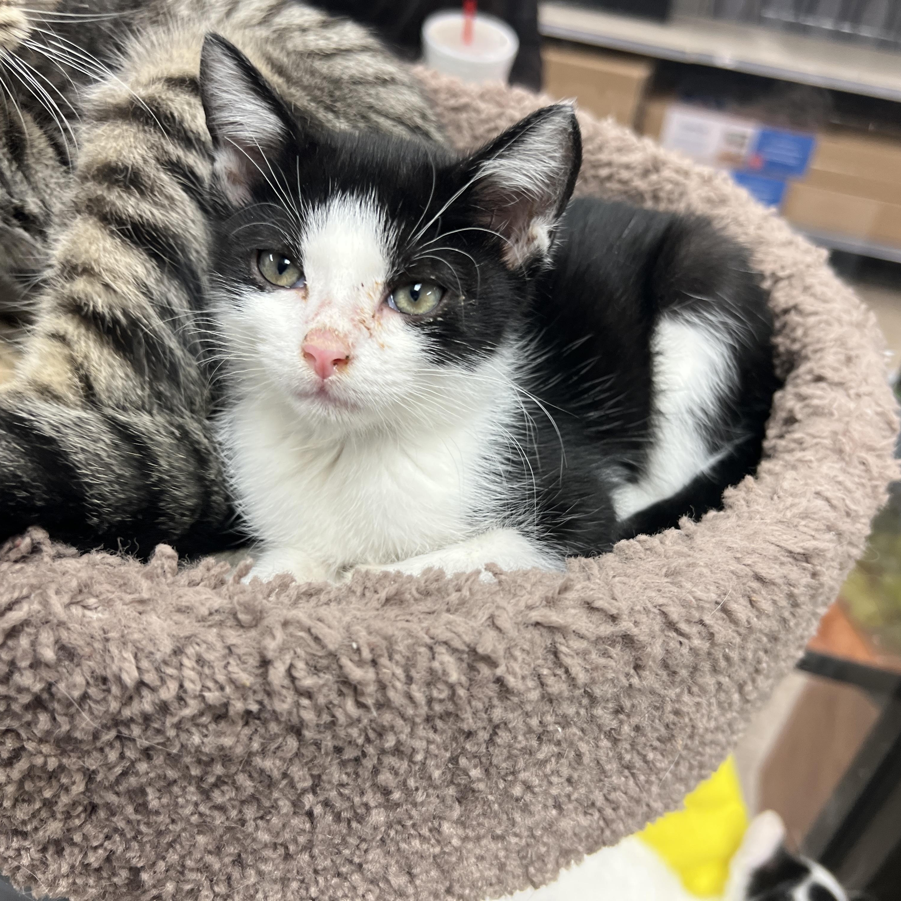 Enlarge Tickles (preadopt pending spay), a Adoptable mixed breed in Palmetto, FL image 1/2